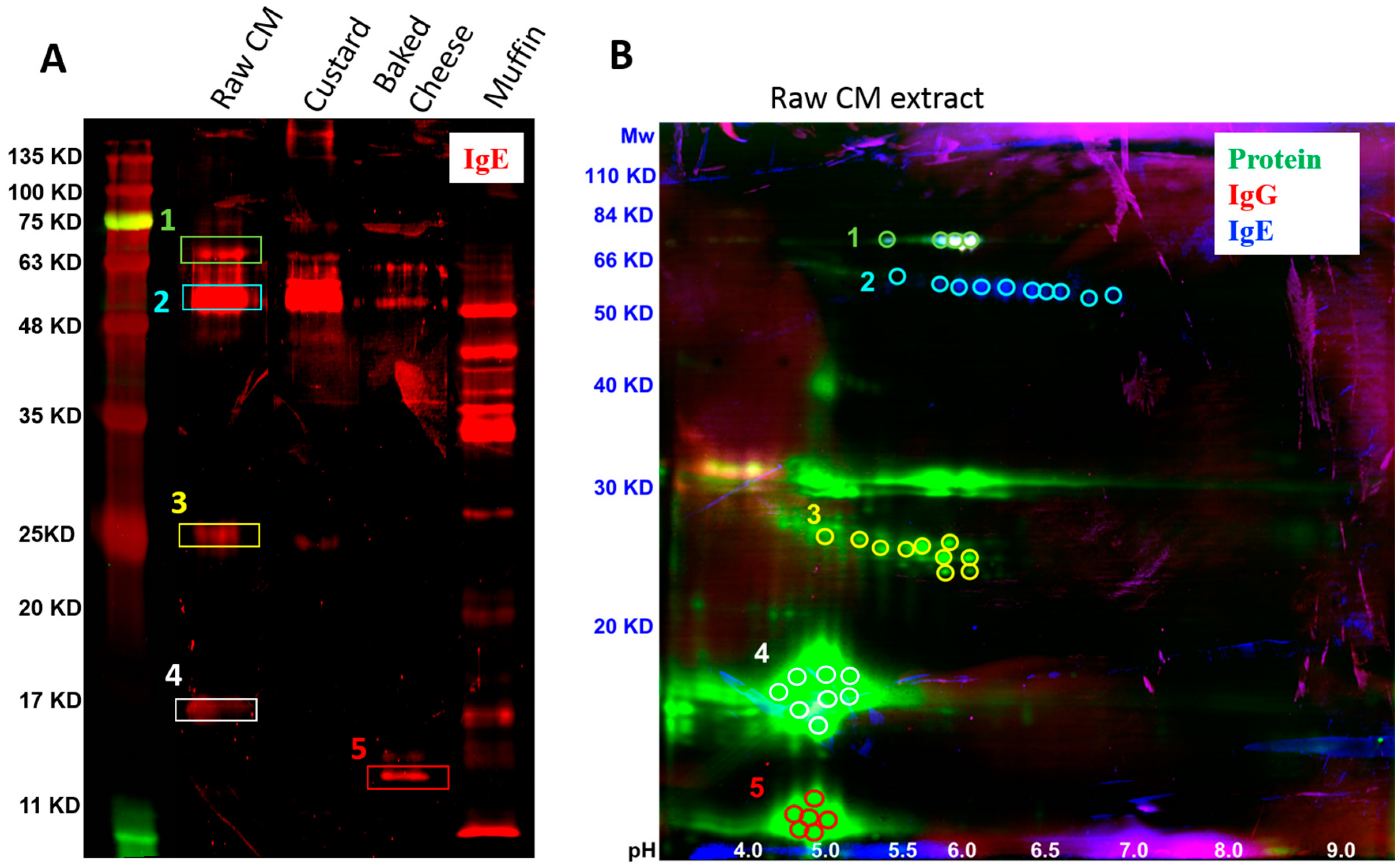 Cells 08 00667 g002 Cells 08 00667 g002