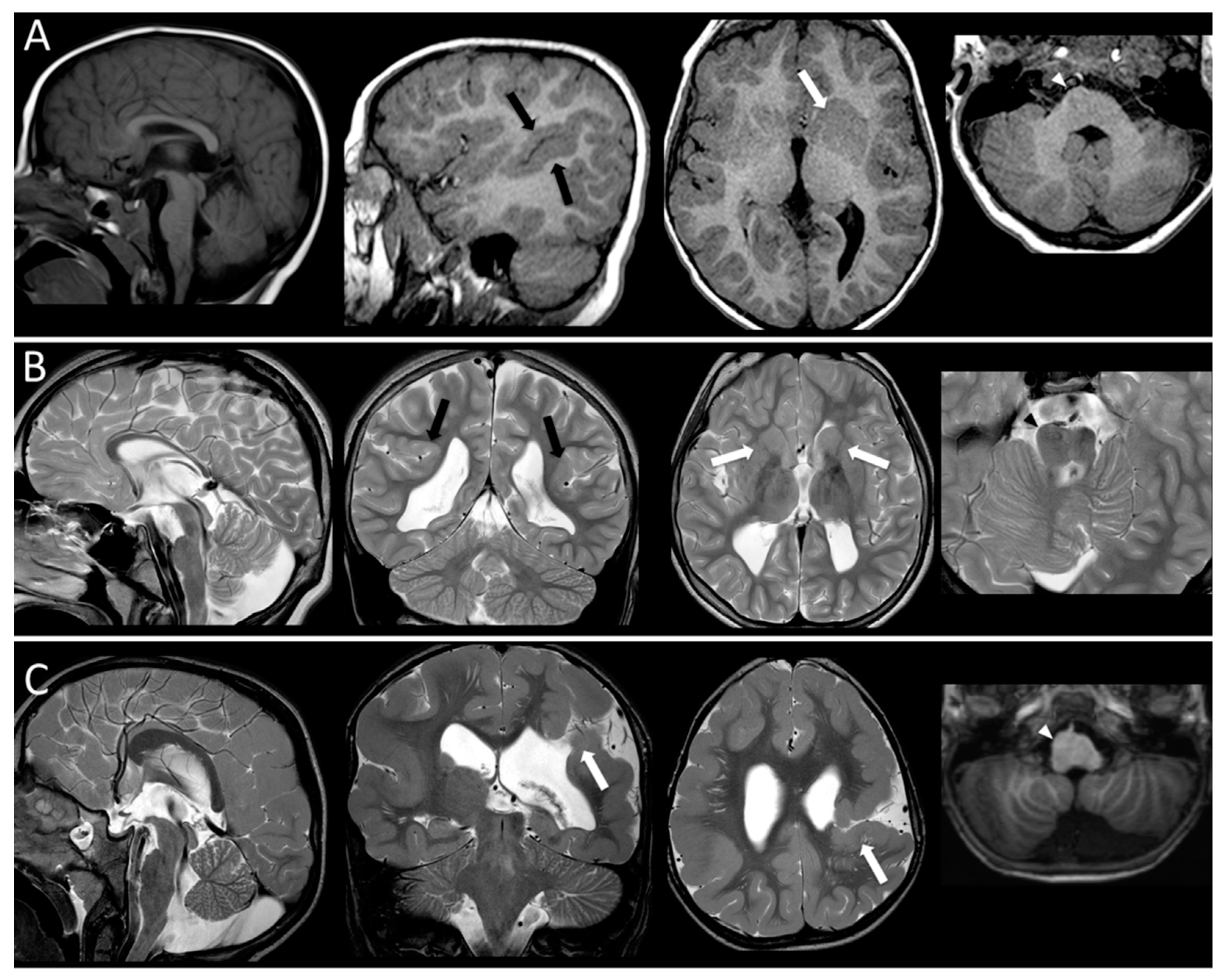 Cells 08 00669 g002 Cells 08 00669 g002