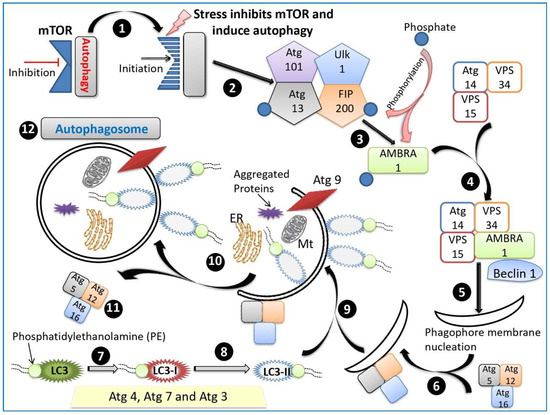 A Comprehensive Review of Autophagy and Its Various Roles in