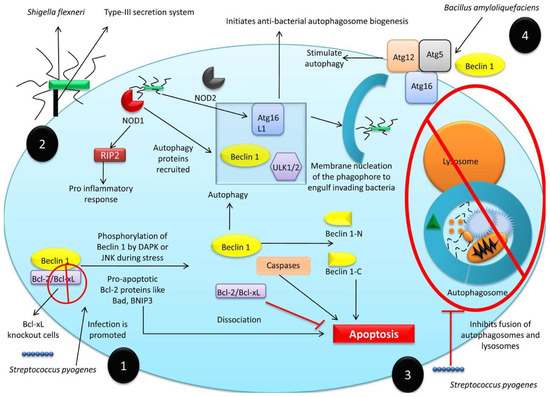 A Comprehensive Review of Autophagy and Its Various Roles in