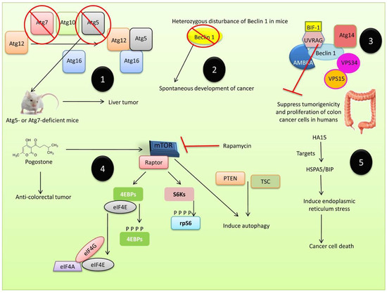 A Comprehensive Review of Autophagy and Its Various Roles in