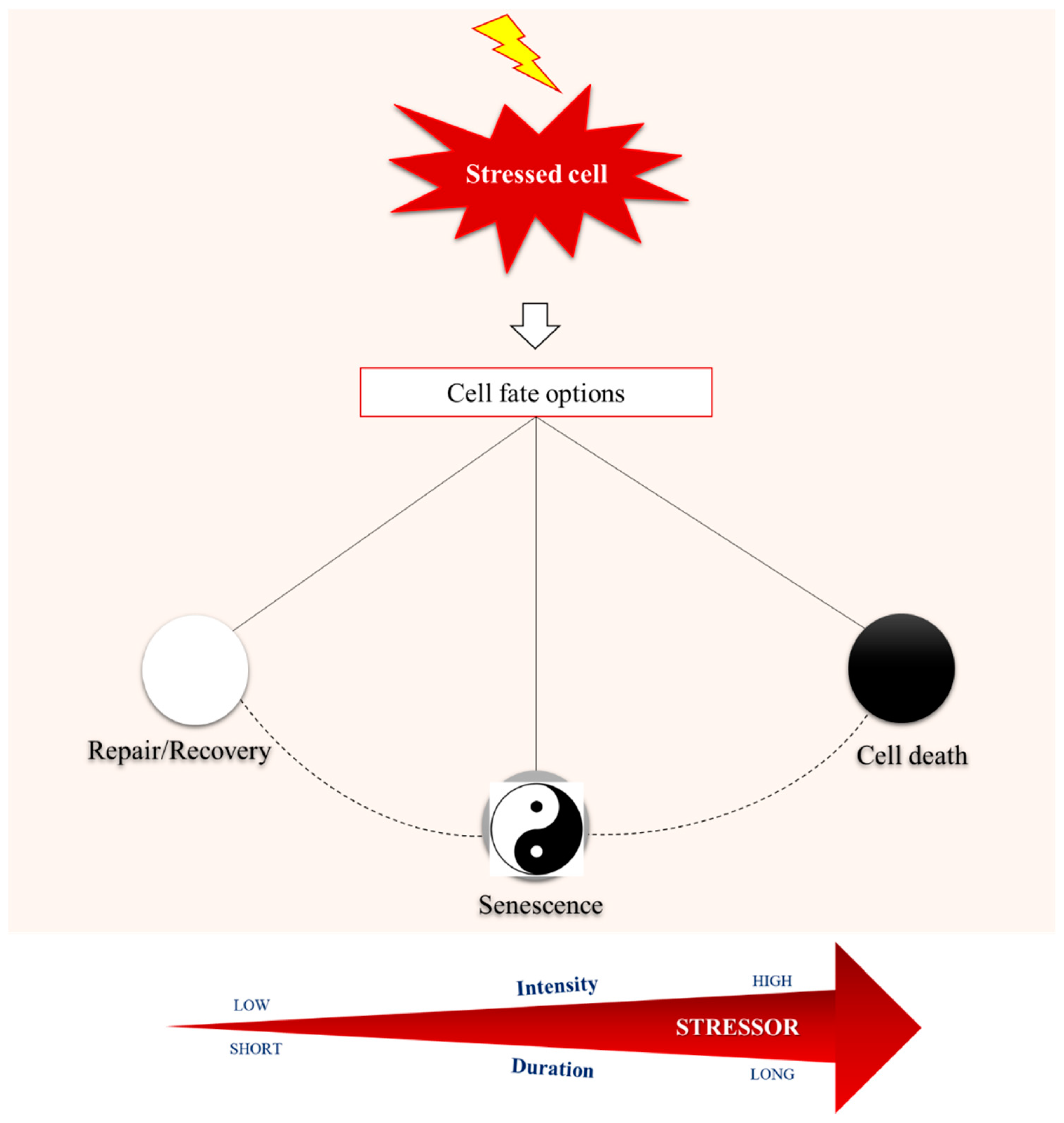 Mitochondrial signalling and homeostasis: from cell biology to