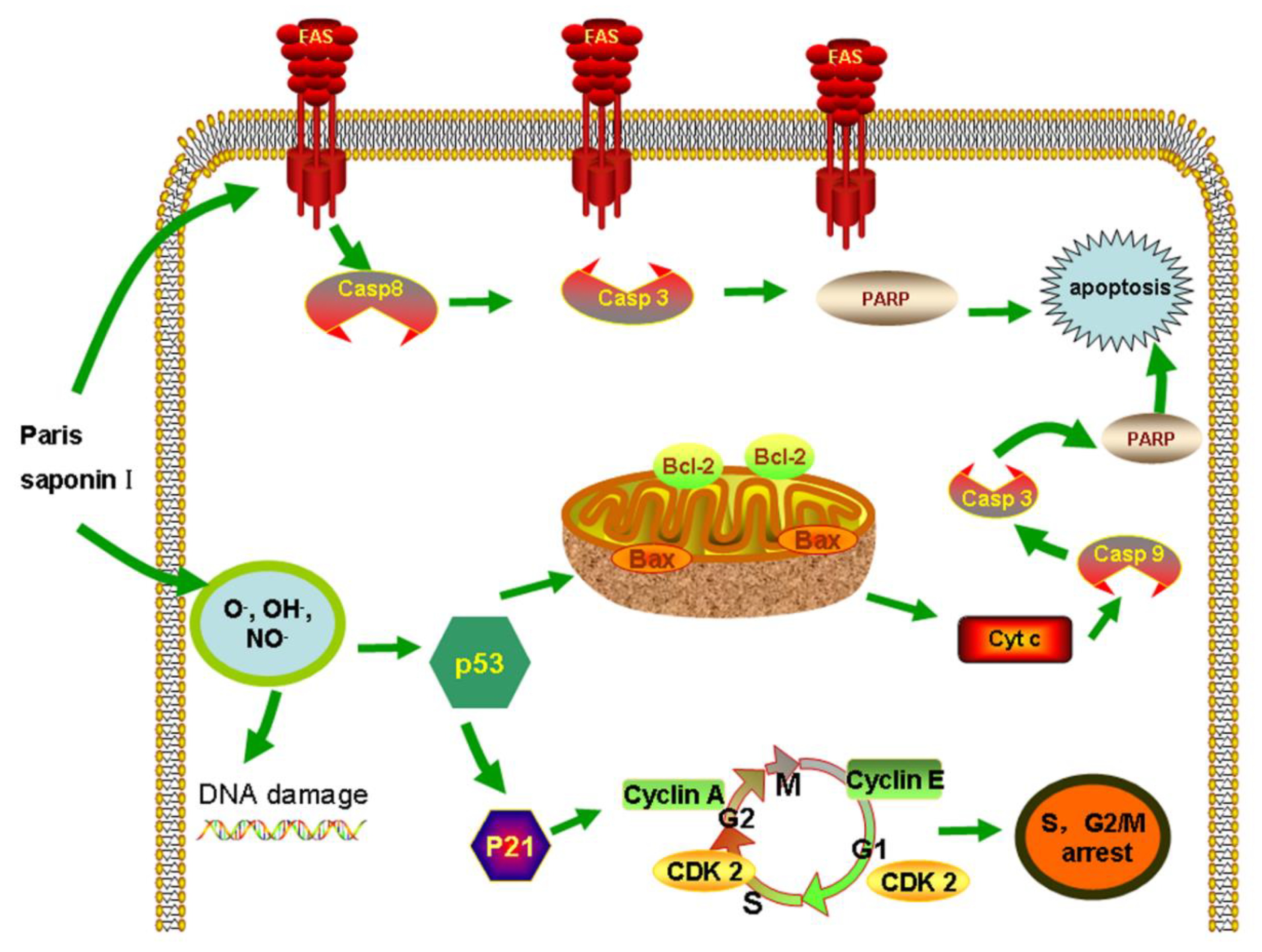 Cells 08 00690 g010 Cells 08 00690 g010
