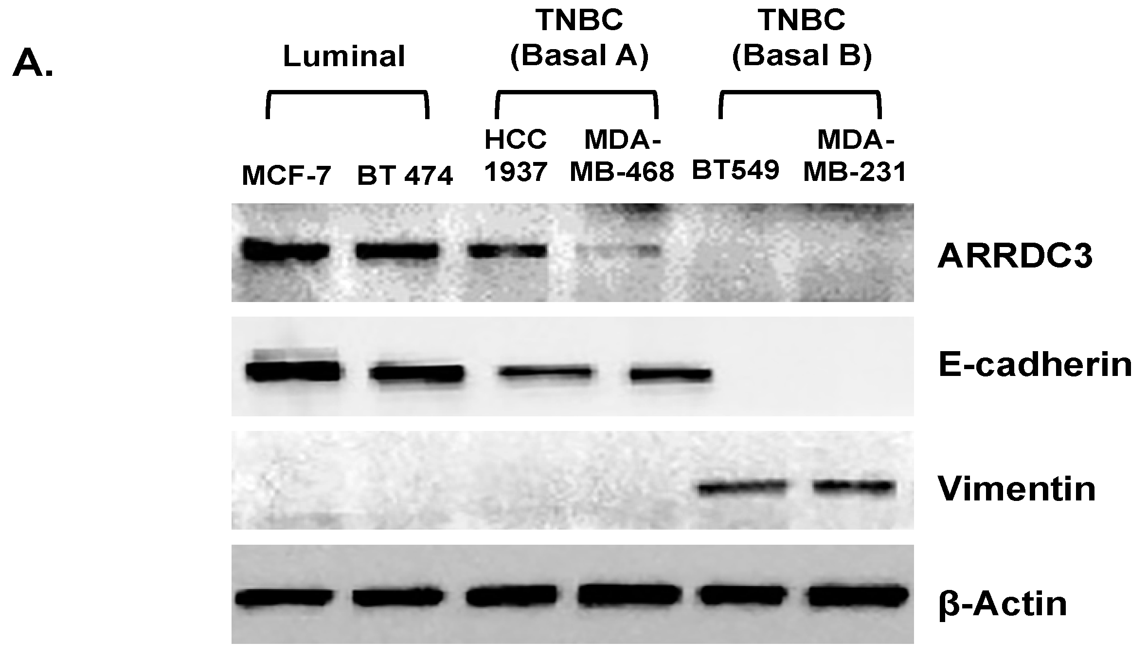 Cells 08 00692 g002a