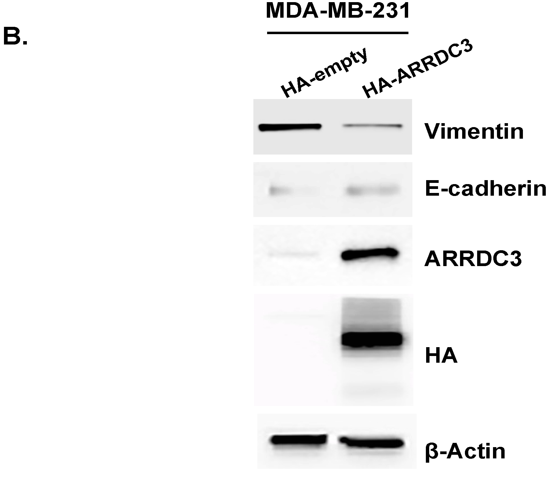 Cells 08 00692 g002b