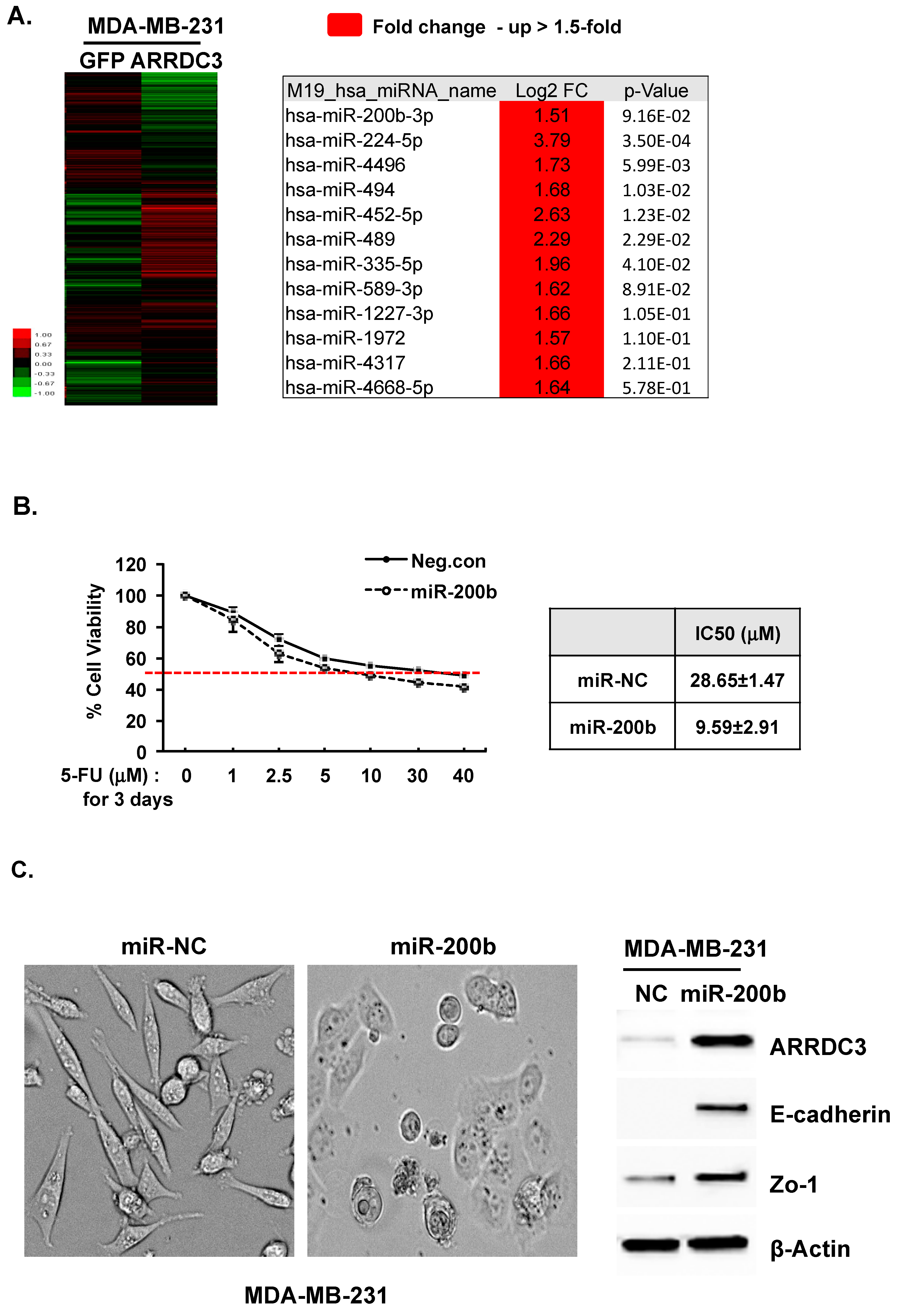 Cells 08 00692 g003a