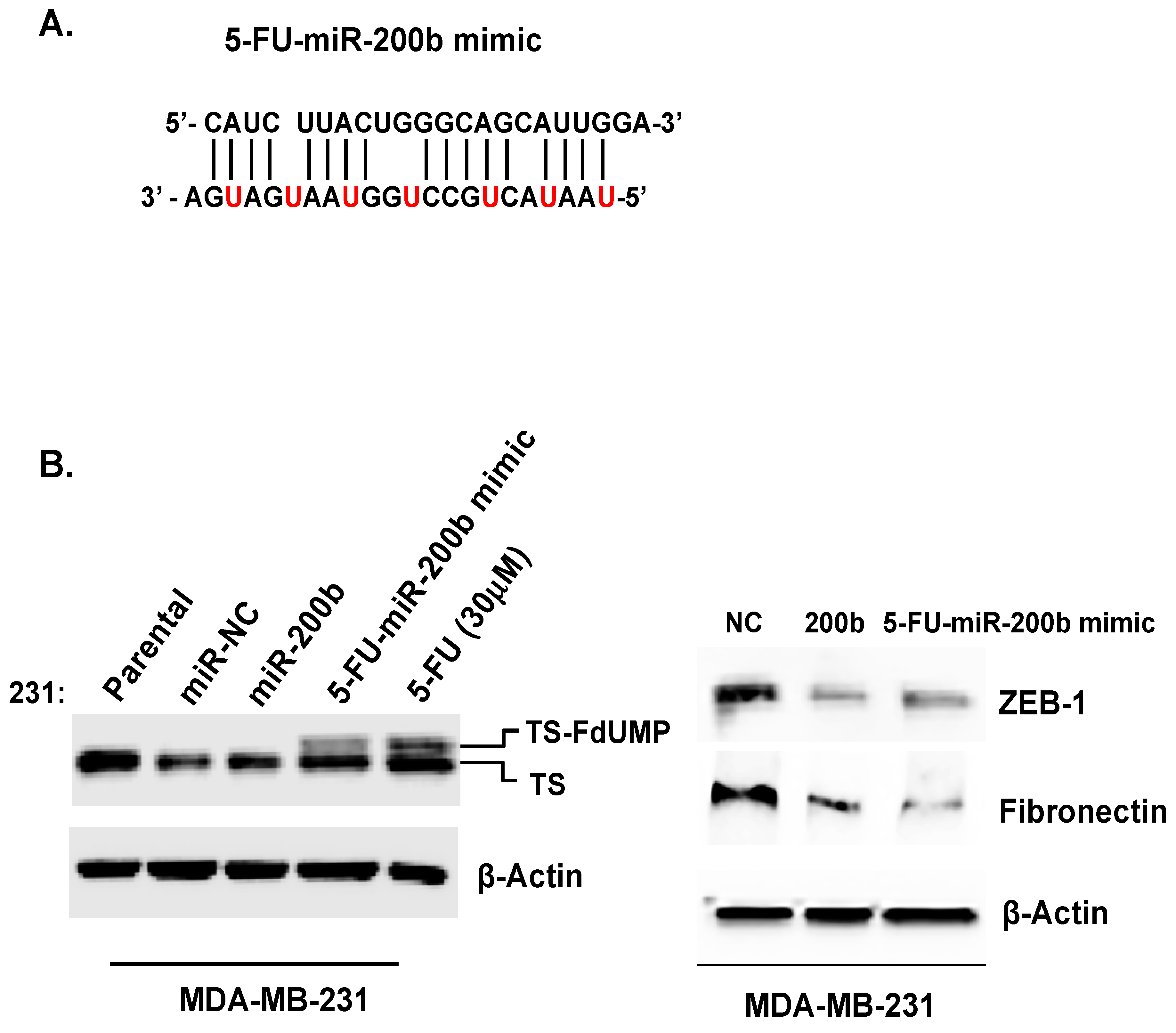 Cells 08 00692 g004a