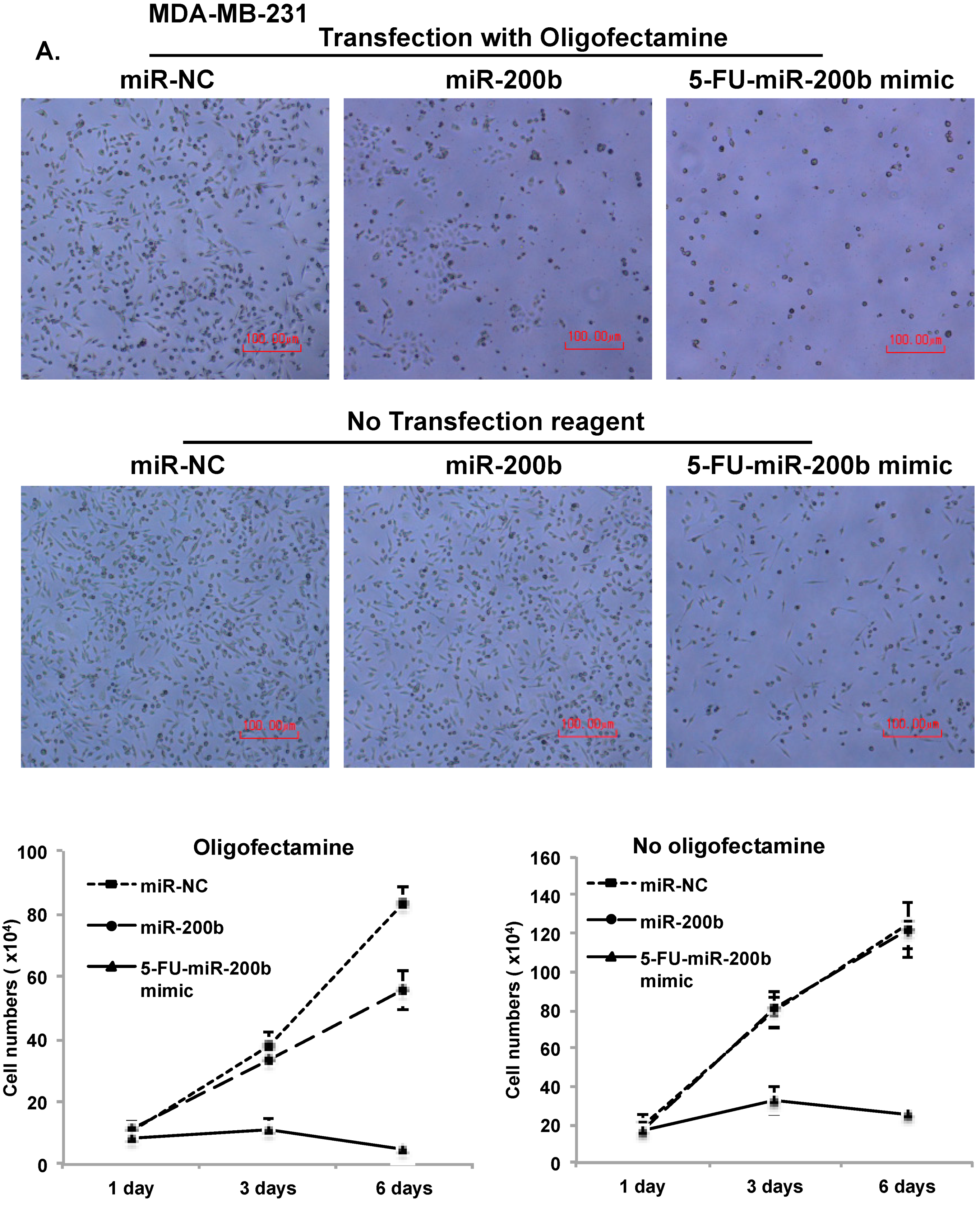 Cells 08 00692 g005a