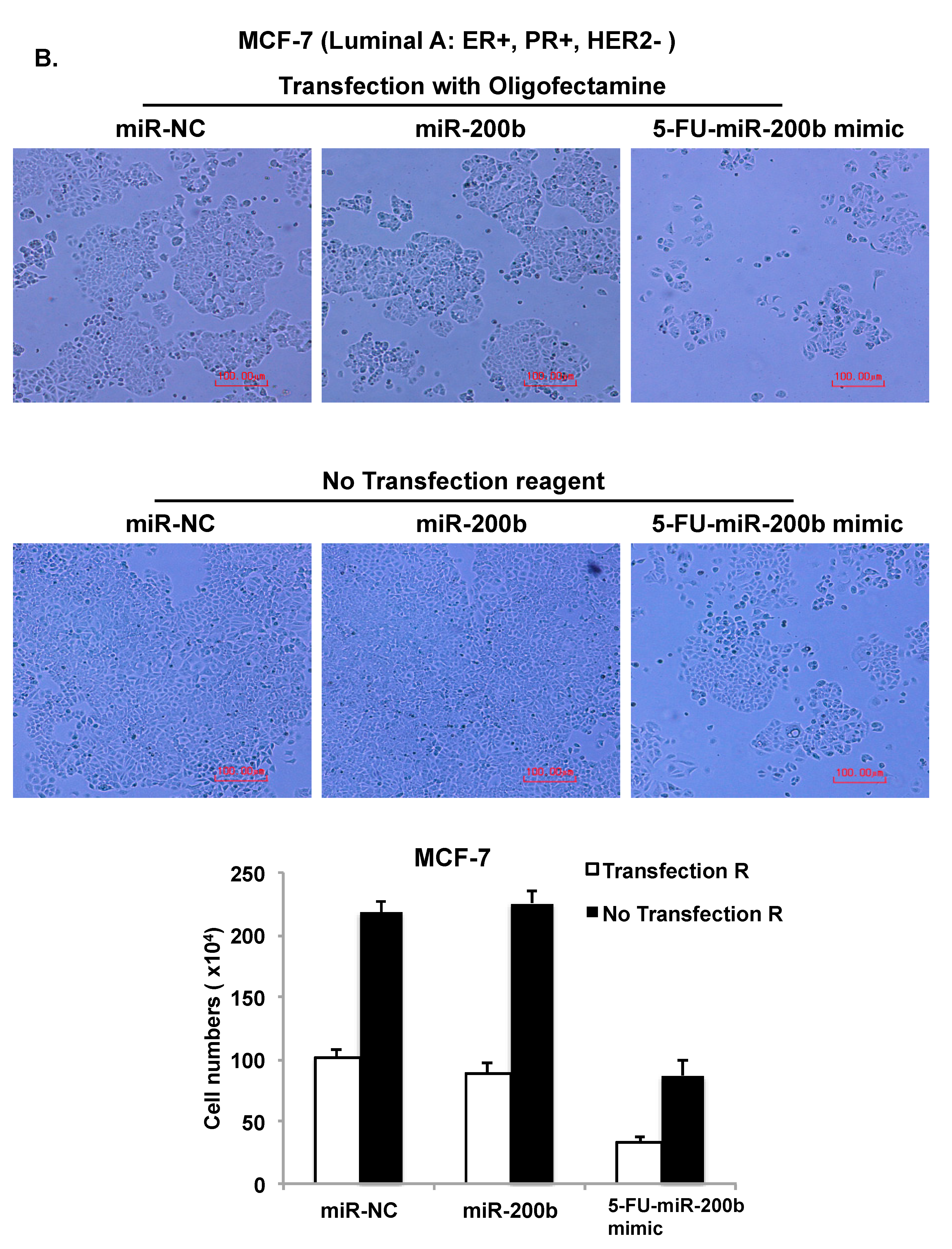Cells 08 00692 g005b