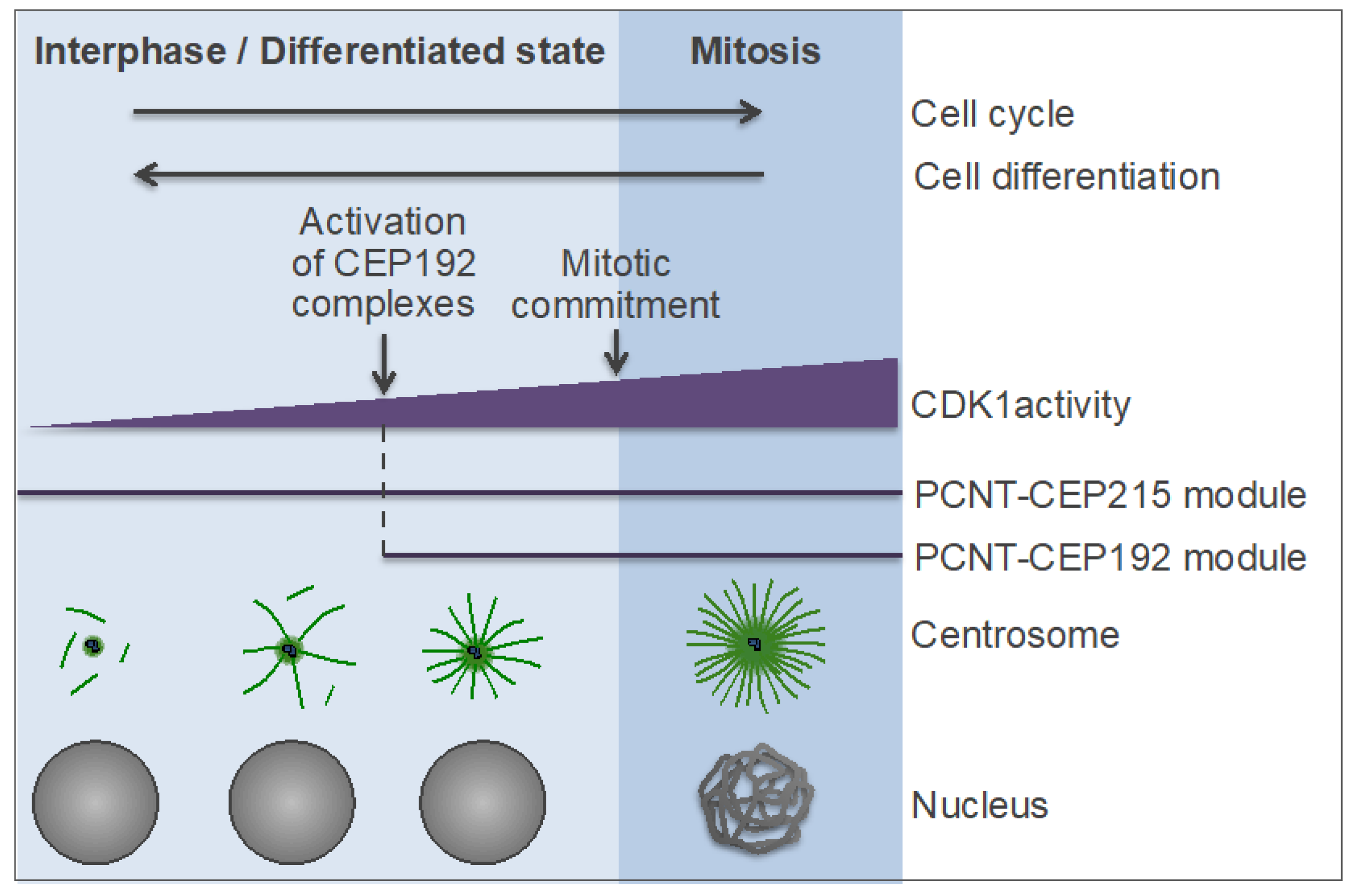 Nucleus Of An Animal Cell Going Through Mitosis - Stages Of Mitosis Cell Division - They divide by meiosis to produce gametes for sexual reproduction.