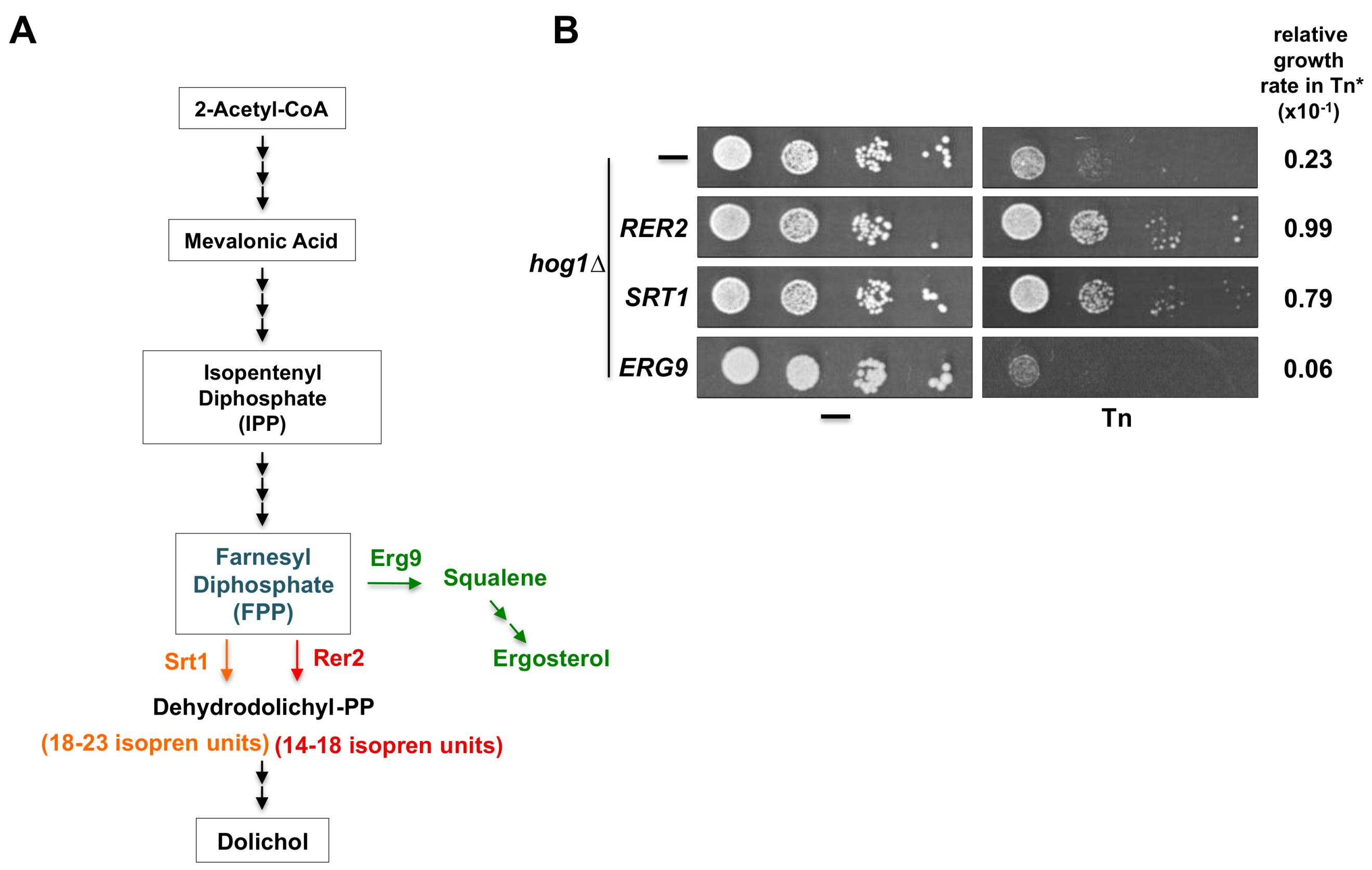 Cells 08 00710 g007