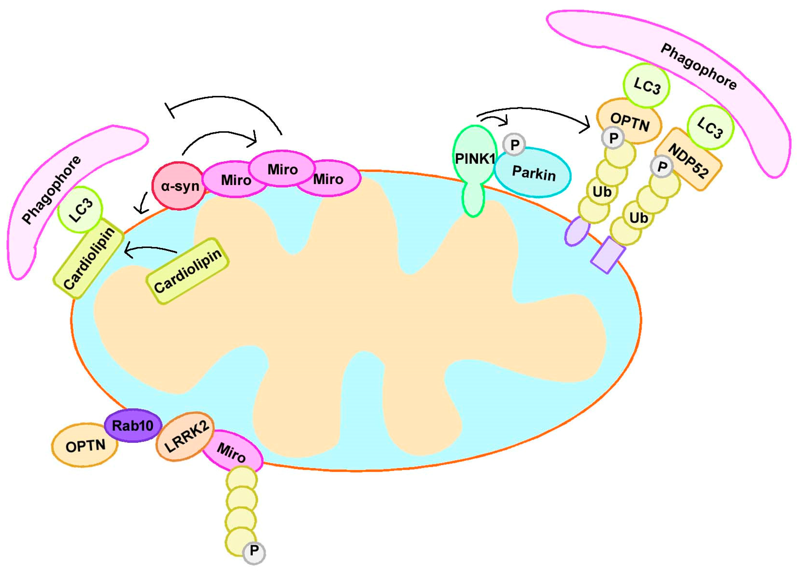 Cells 08 00712 g002 Cells 08 00712 g002