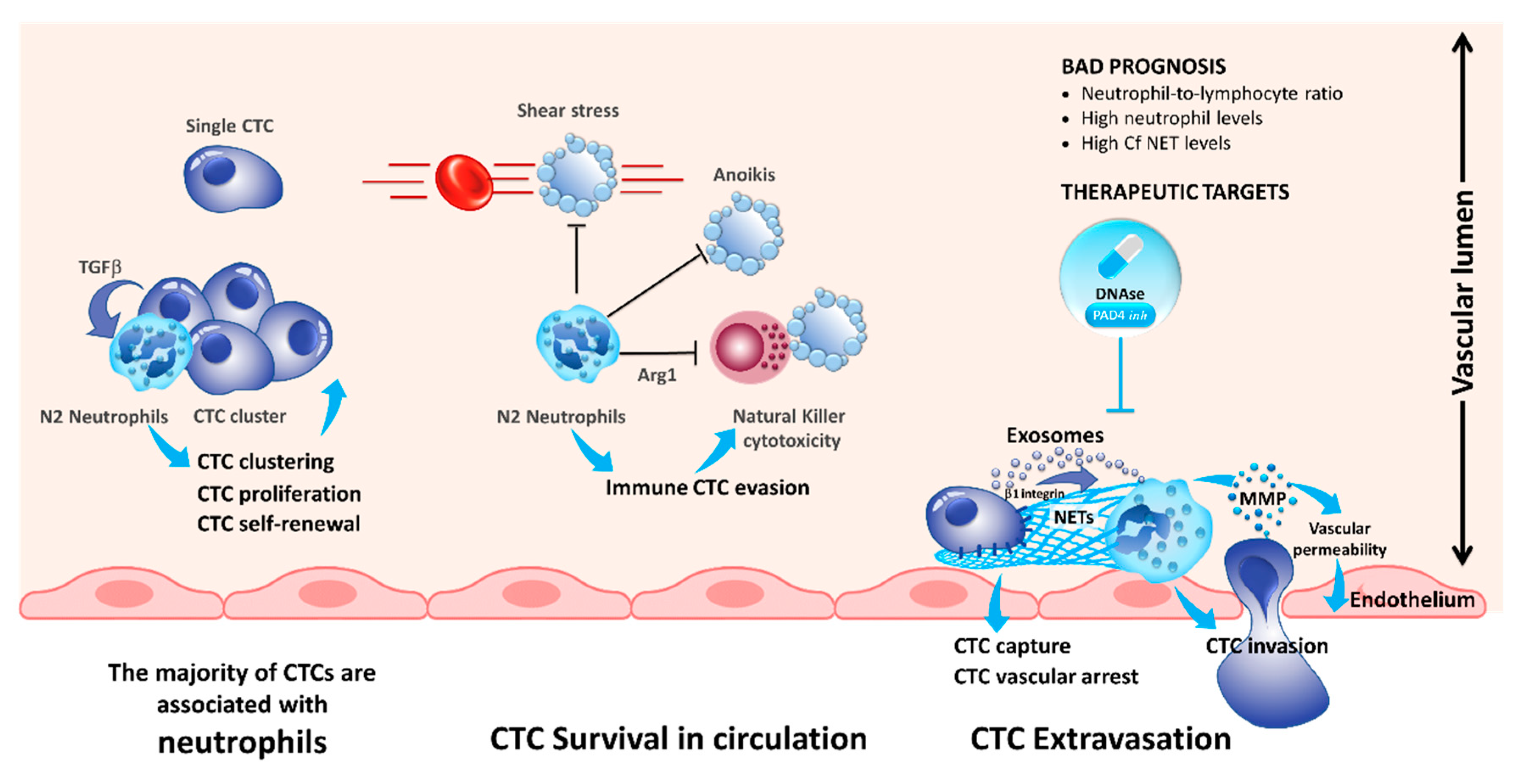 Cells 08 00714 g001 Cells 08 00714 g001
