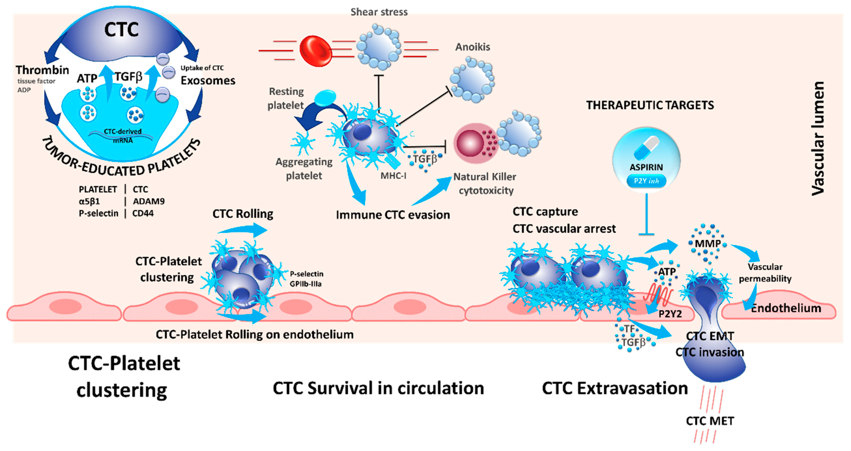 Cells 08 00714 g002 Cells 08 00714 g002
