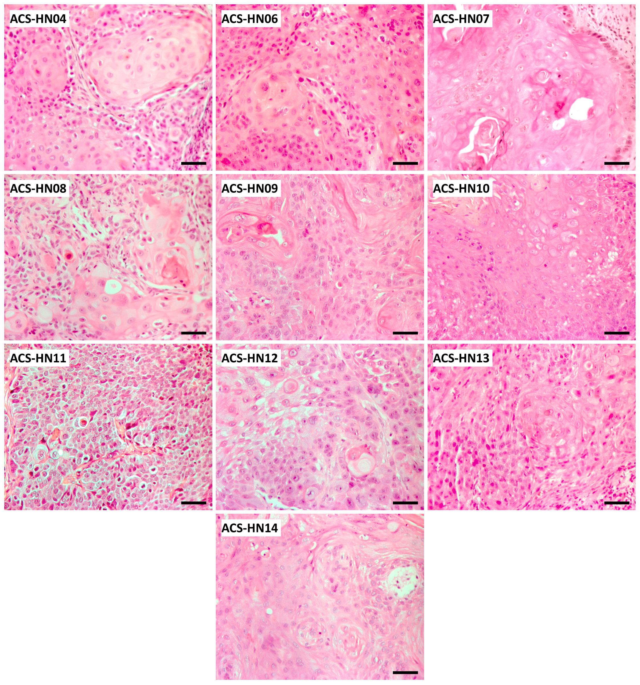 Cells 08 00717 g001 Cells 08 00717 g001