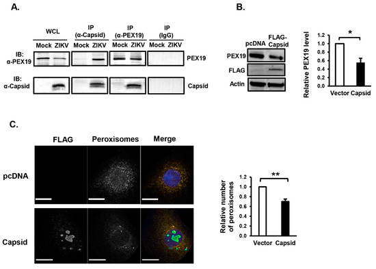Interplay between Zika Virus and Peroxisomes during Infection