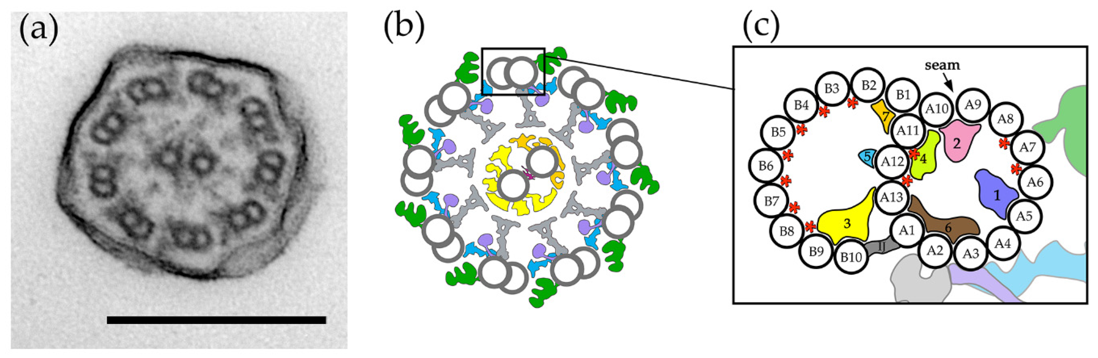 Cells Free FullText Ciliary Proteins Filling the