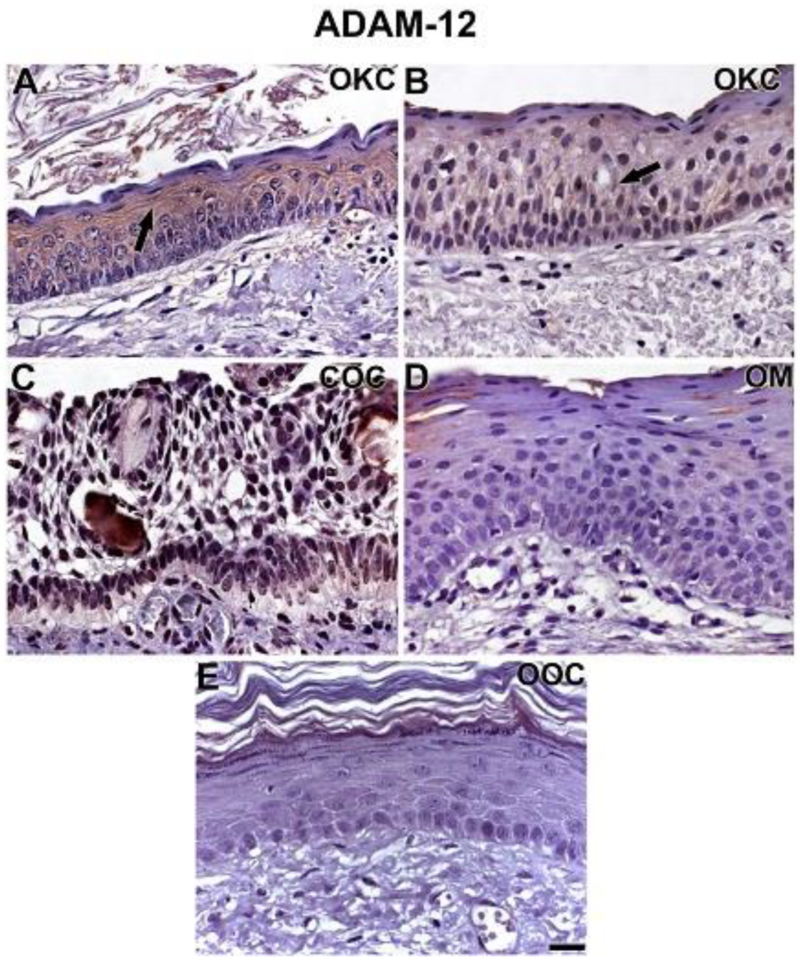 Cells 08 00731 g003 Cells 08 00731 g003