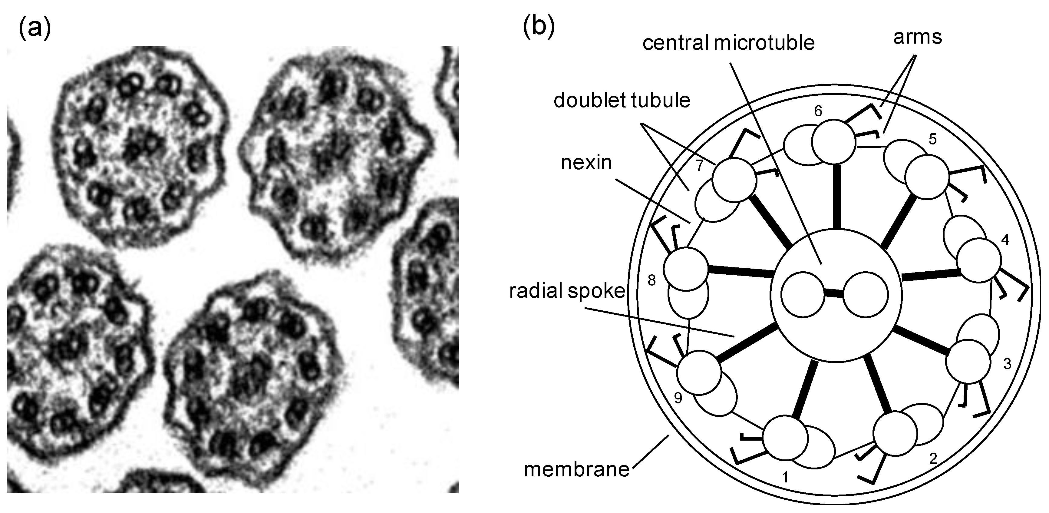 Cells 08 00736 g003