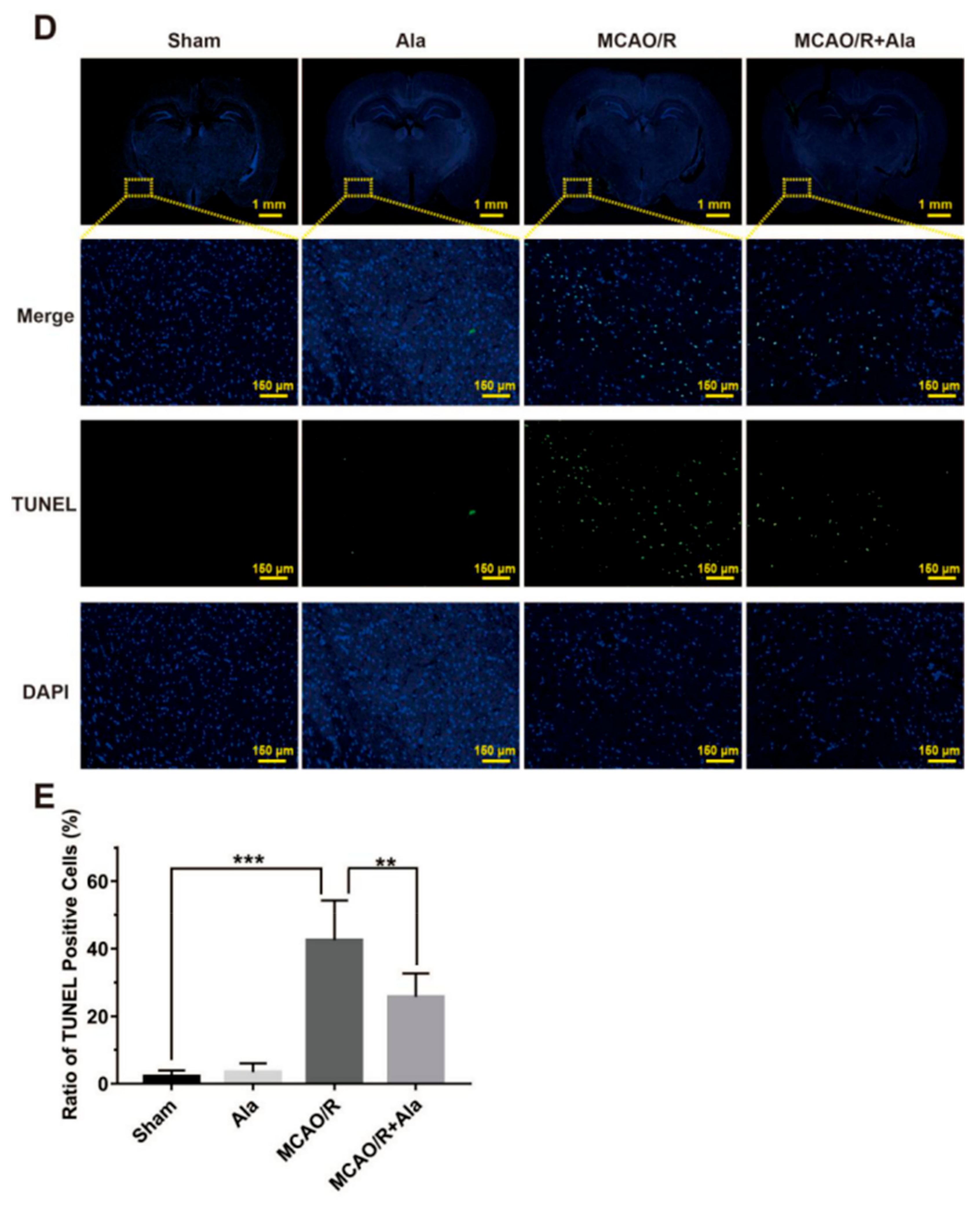 Cells 08 00739 g007b Cells 08 00739 g007b