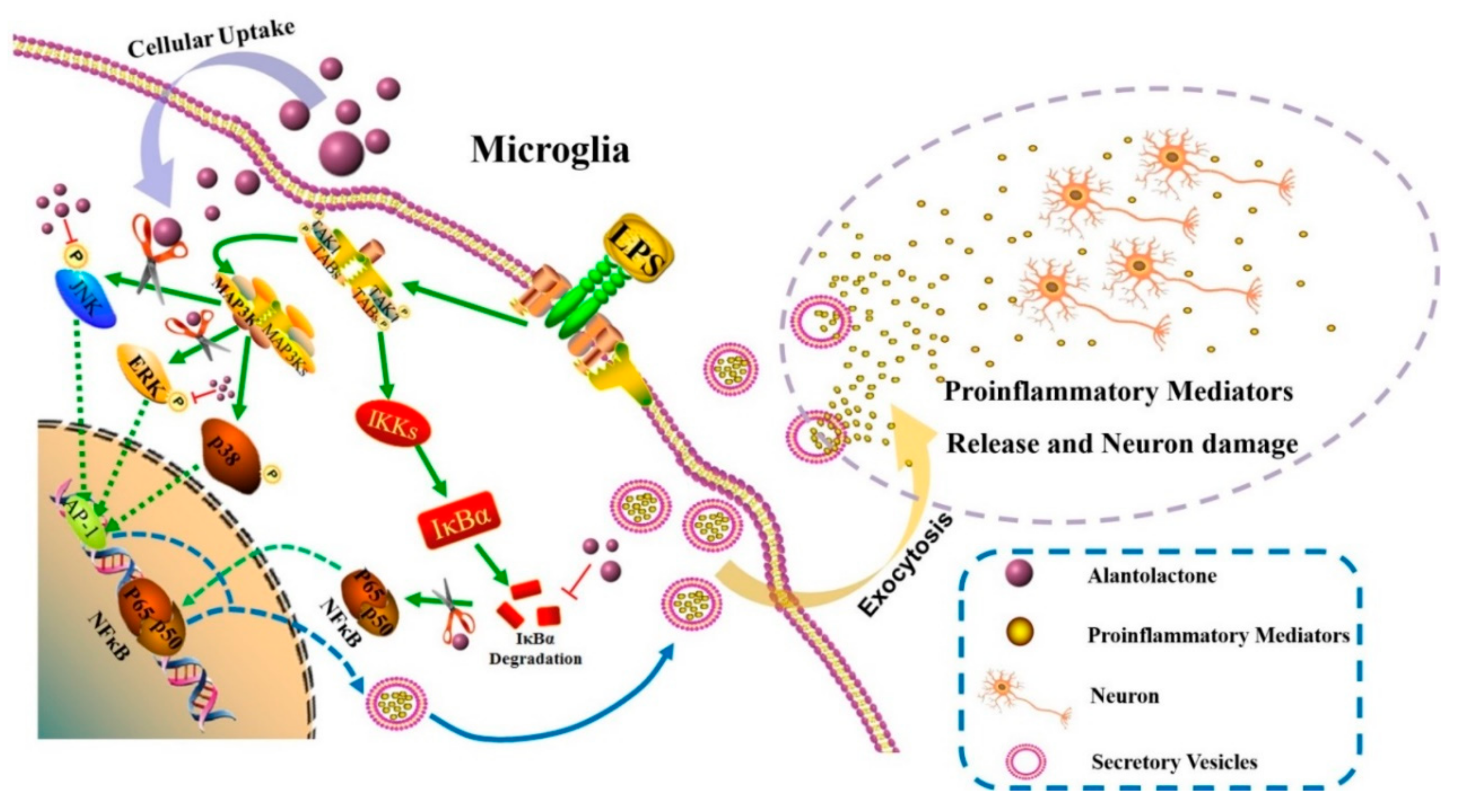 Cells 08 00739 sch001 Cells 08 00739 sch001