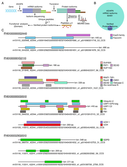 Large Scale Profiling of Protein Isoforms Using Label-Free