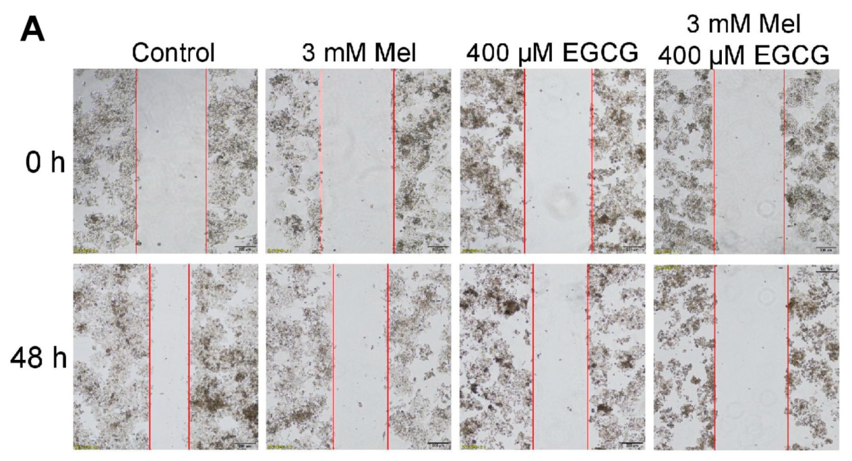 Cells 08 00745 g007a