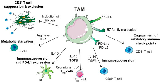 Macrophage-Mediated Subversion of Anti-Tumour Immunity
