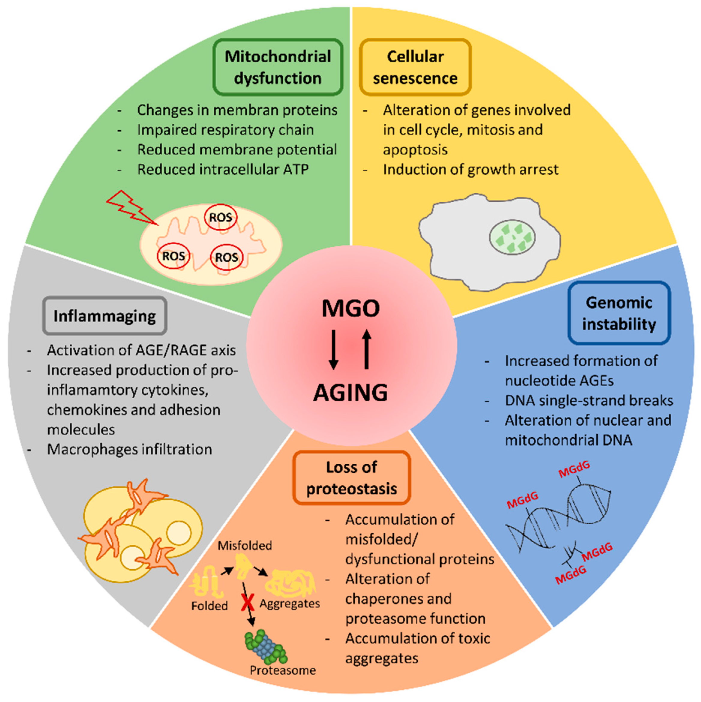 Cells 08 00749 g001 Cells 08 00749 g001