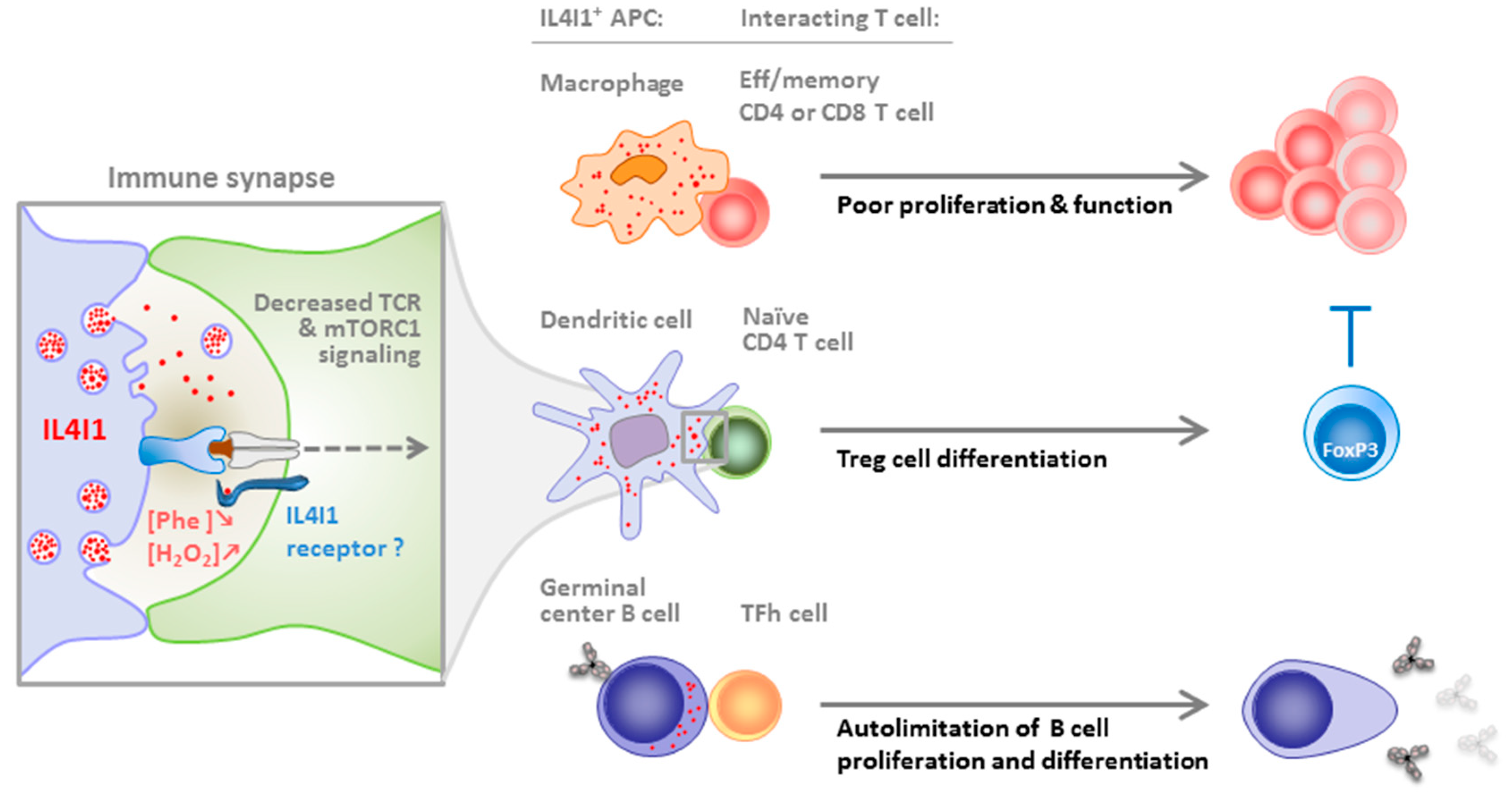 Cells 08 00757 g001 Cells 08 00757 g001
