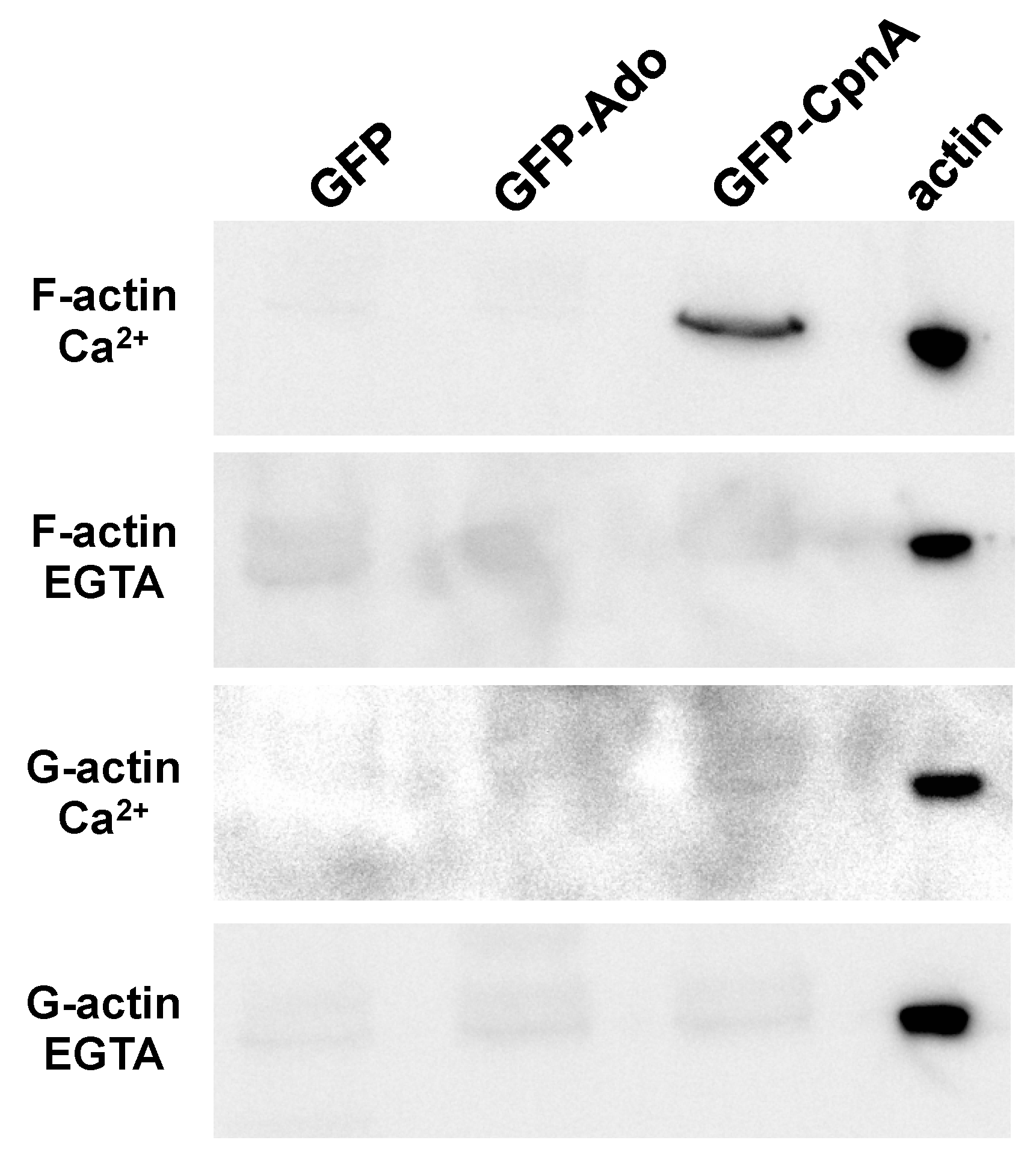 Cells 08 00758 g004