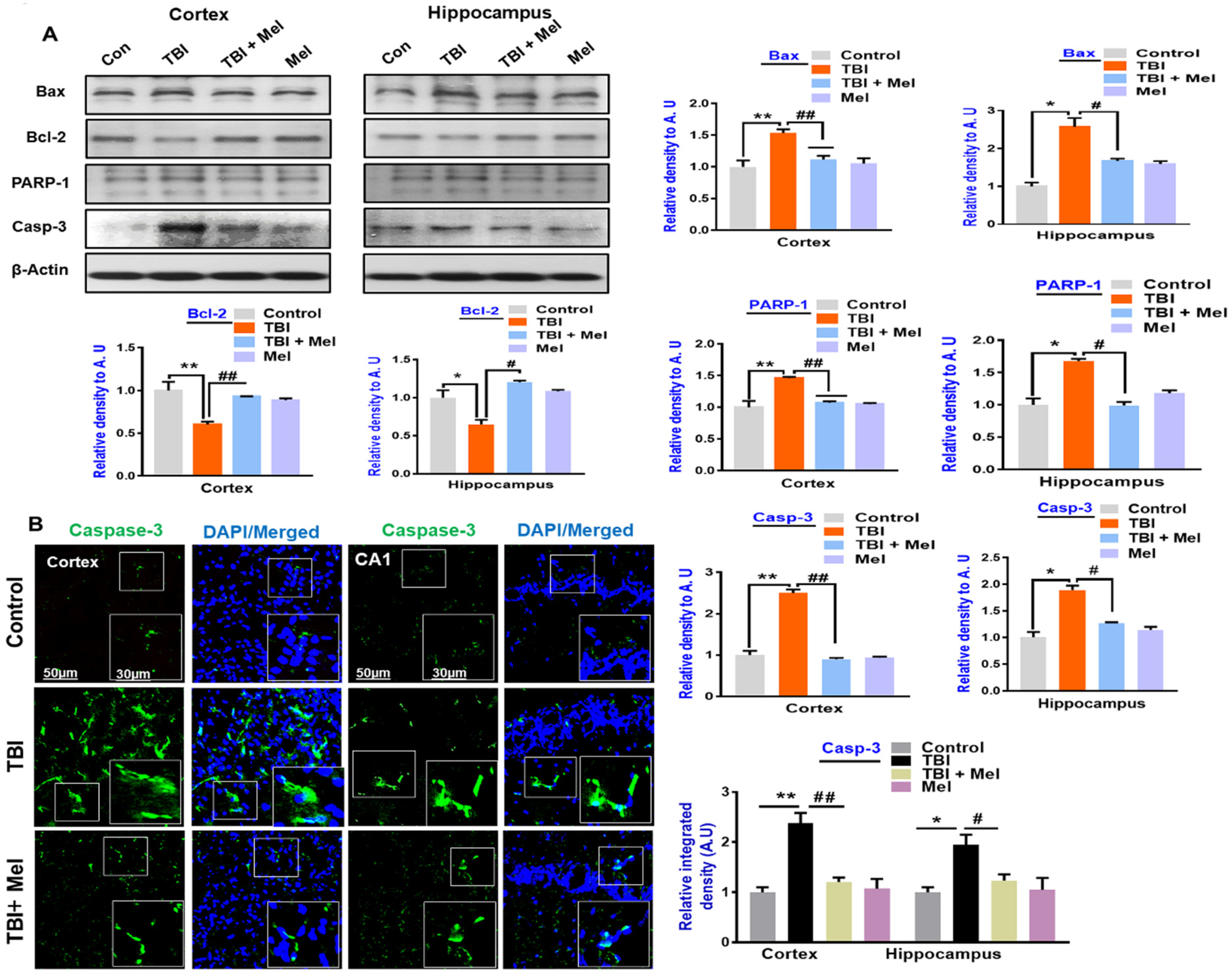 Cells 08 00760 g005a