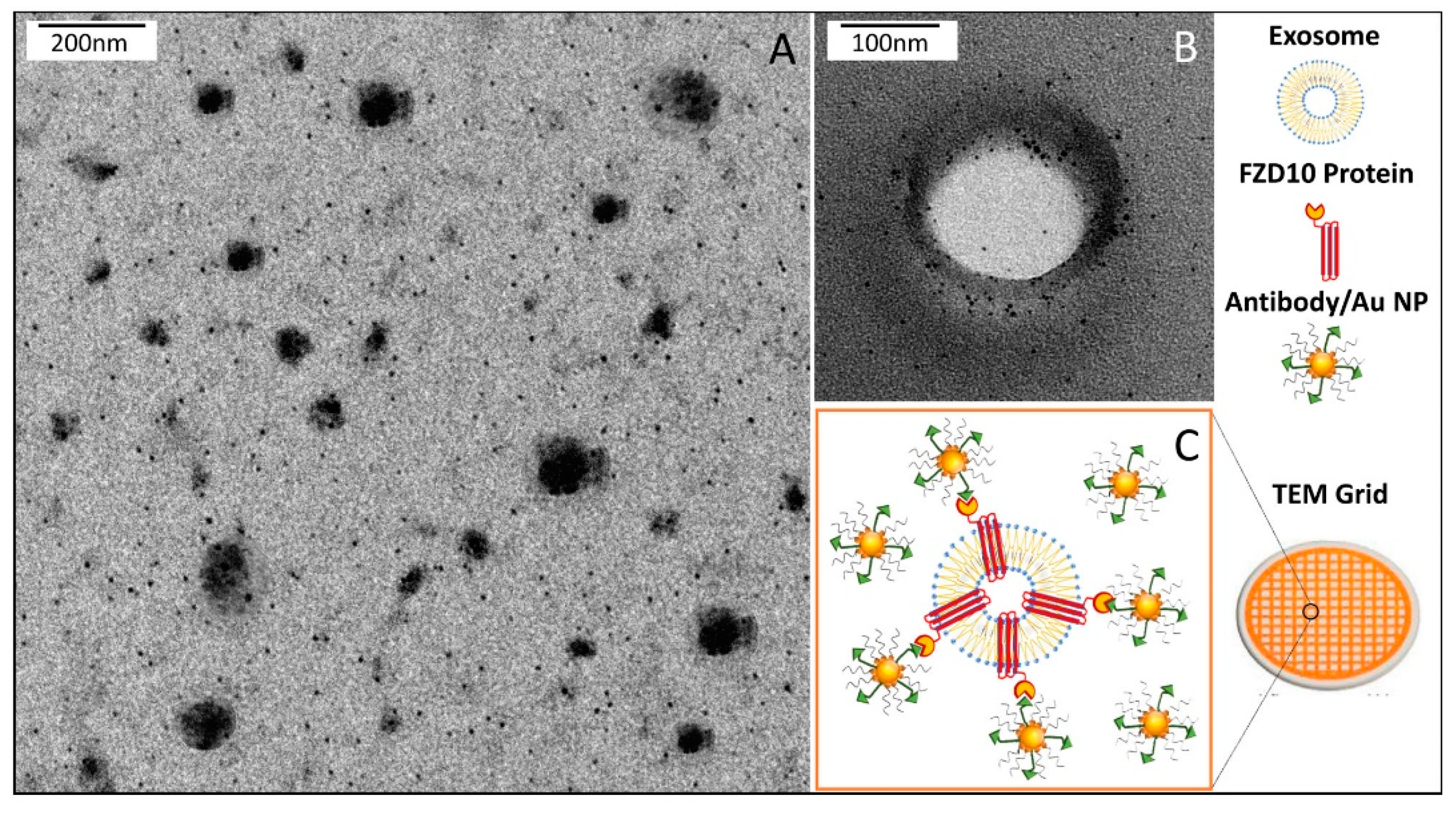 Cells 08 00777 g009