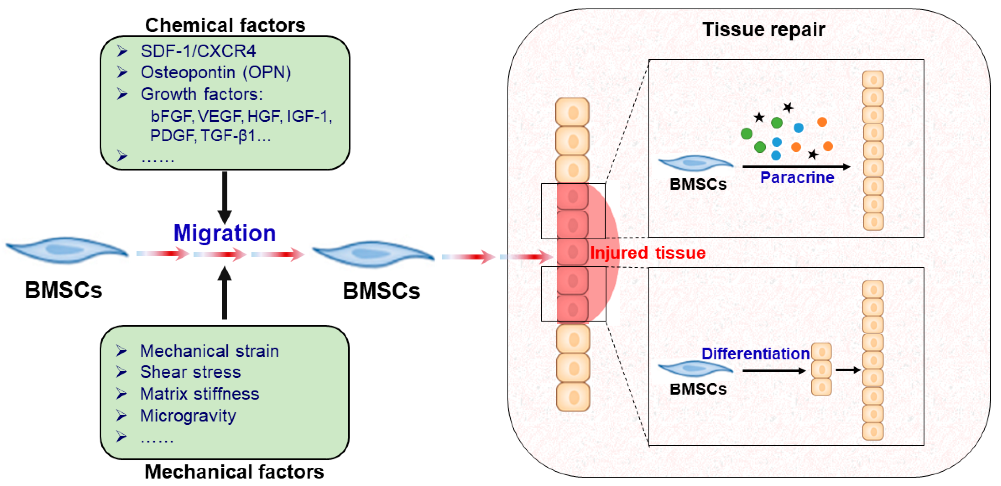 Cells Free Full Text Mesenchymal Stem Cell Migration And Tissue Repair Html