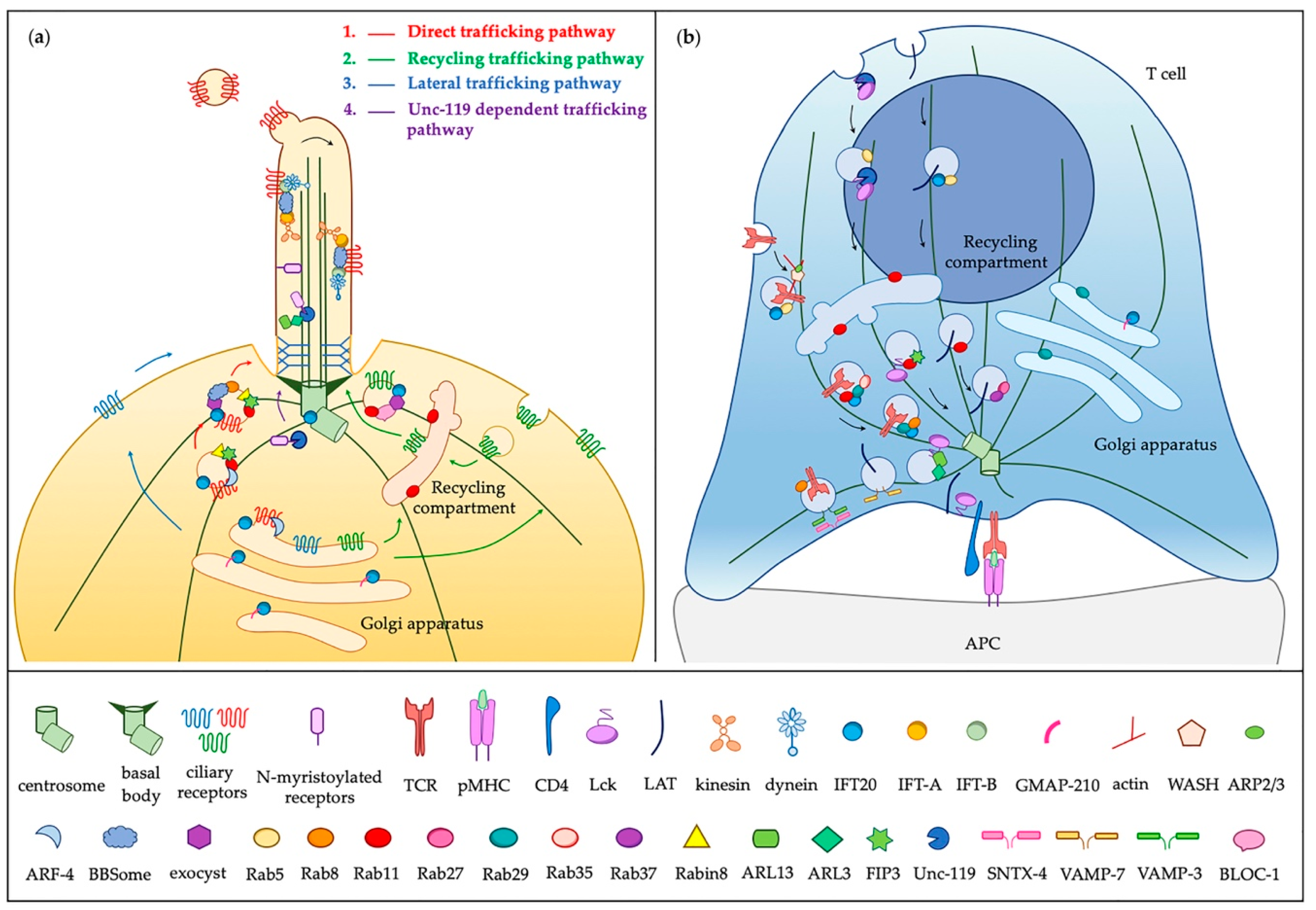 Cells | Free Full-Text | A Ciliary View of the Immunological Synapse