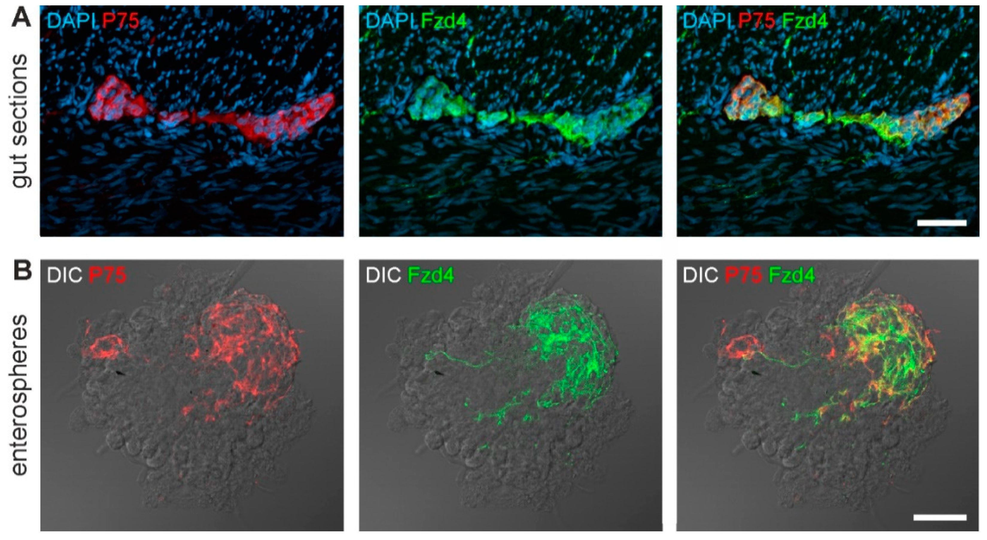 Cells 08 00792 g001 Cells 08 00792 g001