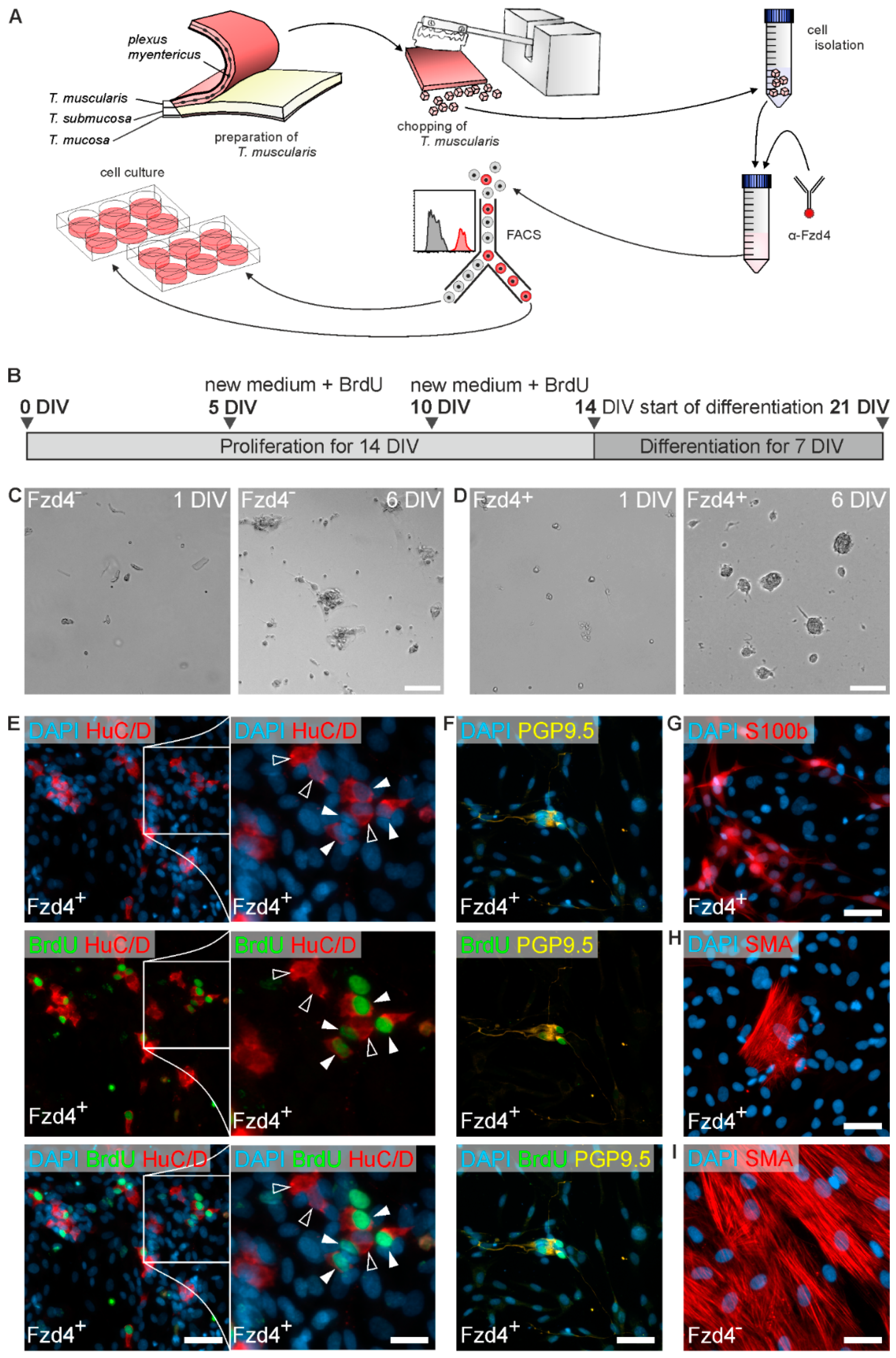 Cells 08 00792 g003 Cells 08 00792 g003