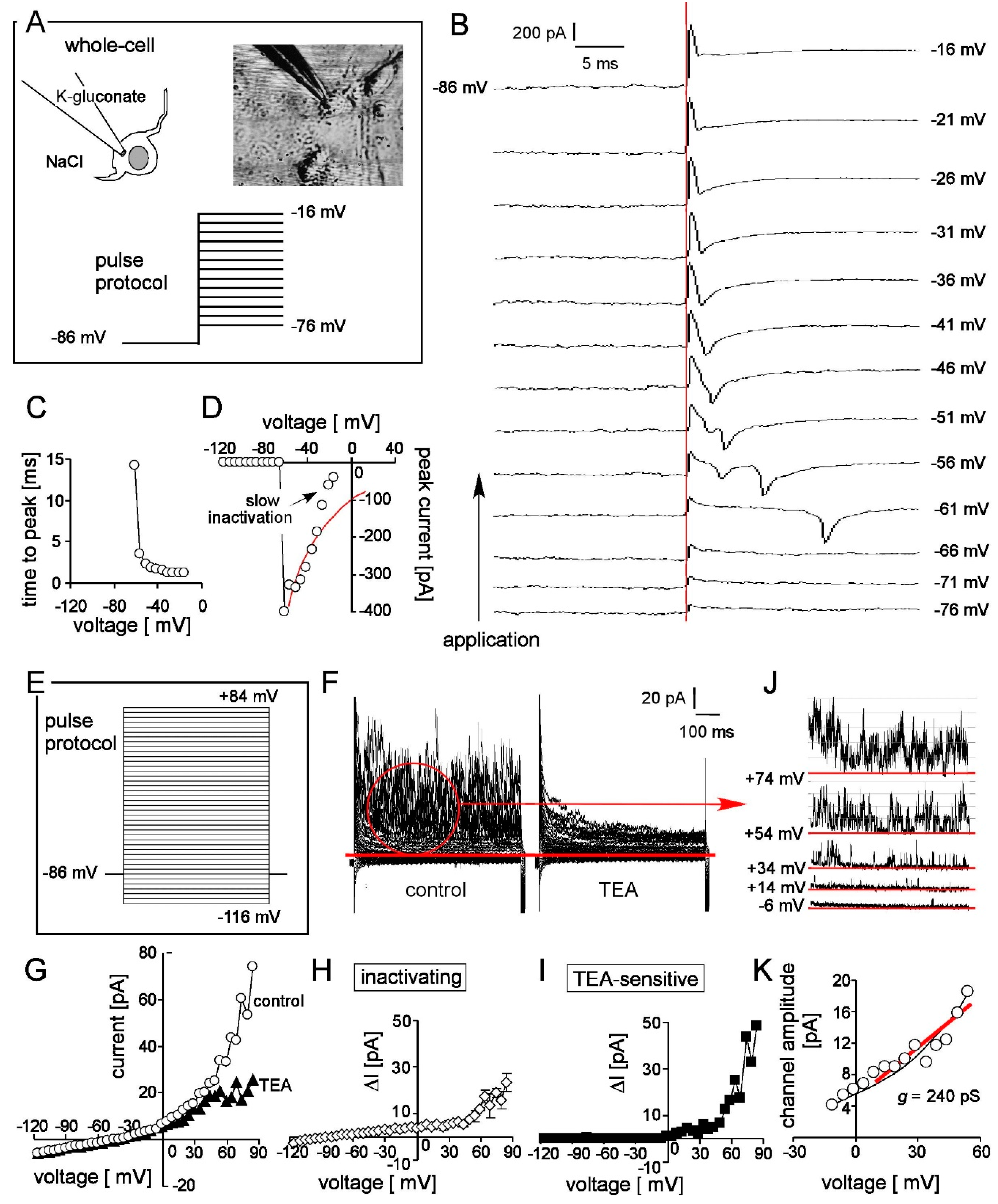 Cells 08 00792 g004 Cells 08 00792 g004