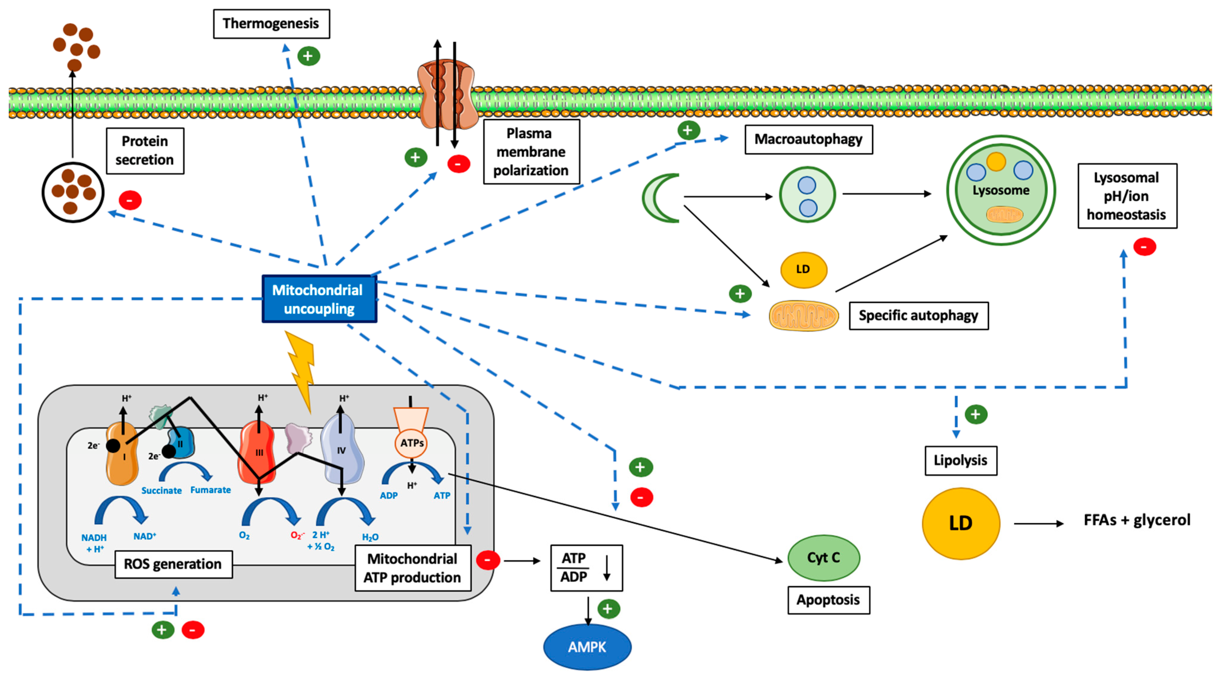 Cells Free Full Text Mitochondrial Uncoupling A Key Controller Of Biological Processes In Physiology And Diseases