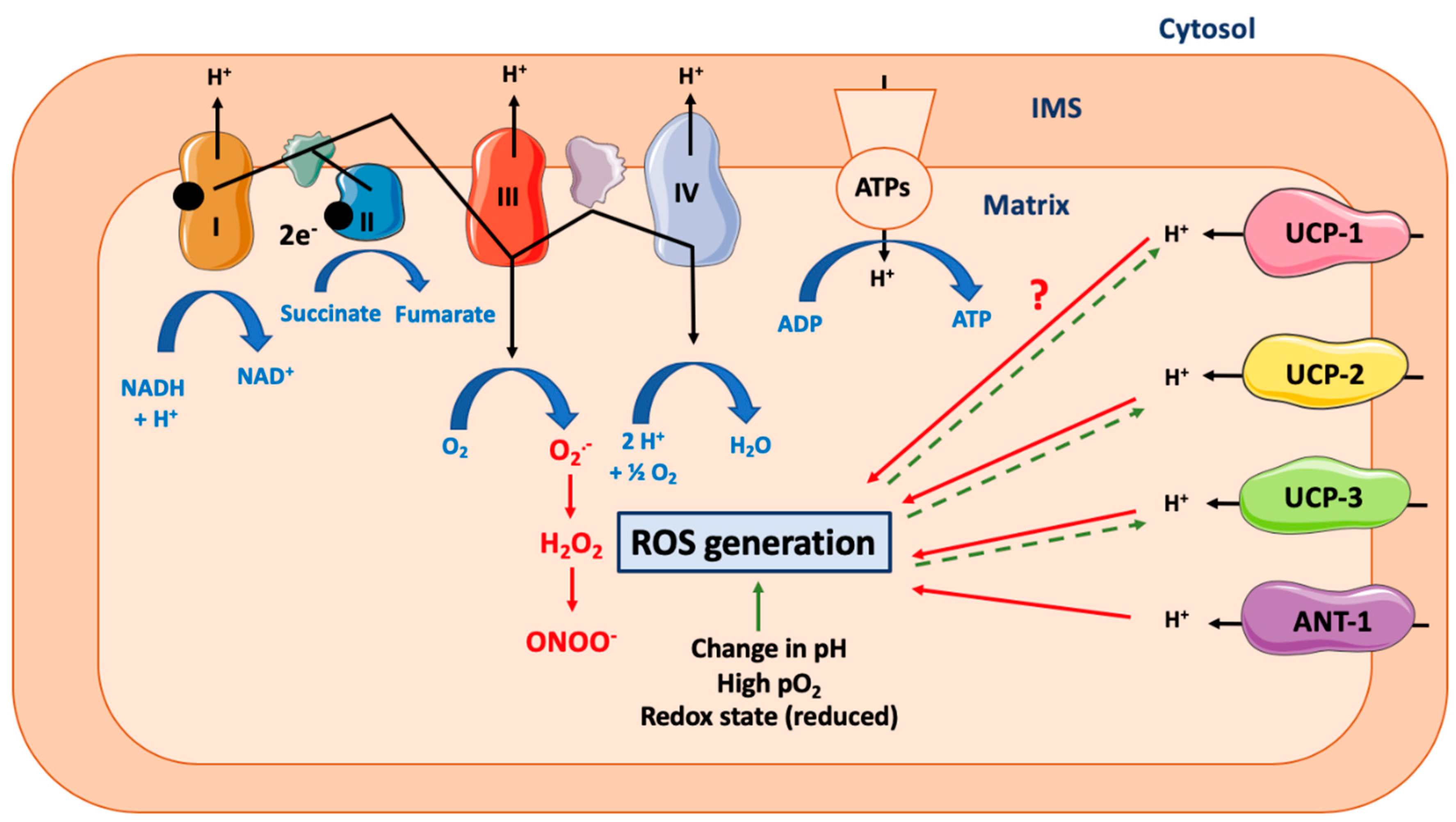 Cells | Free Full-Text | Mitochondrial Uncoupling: A Key Controller of