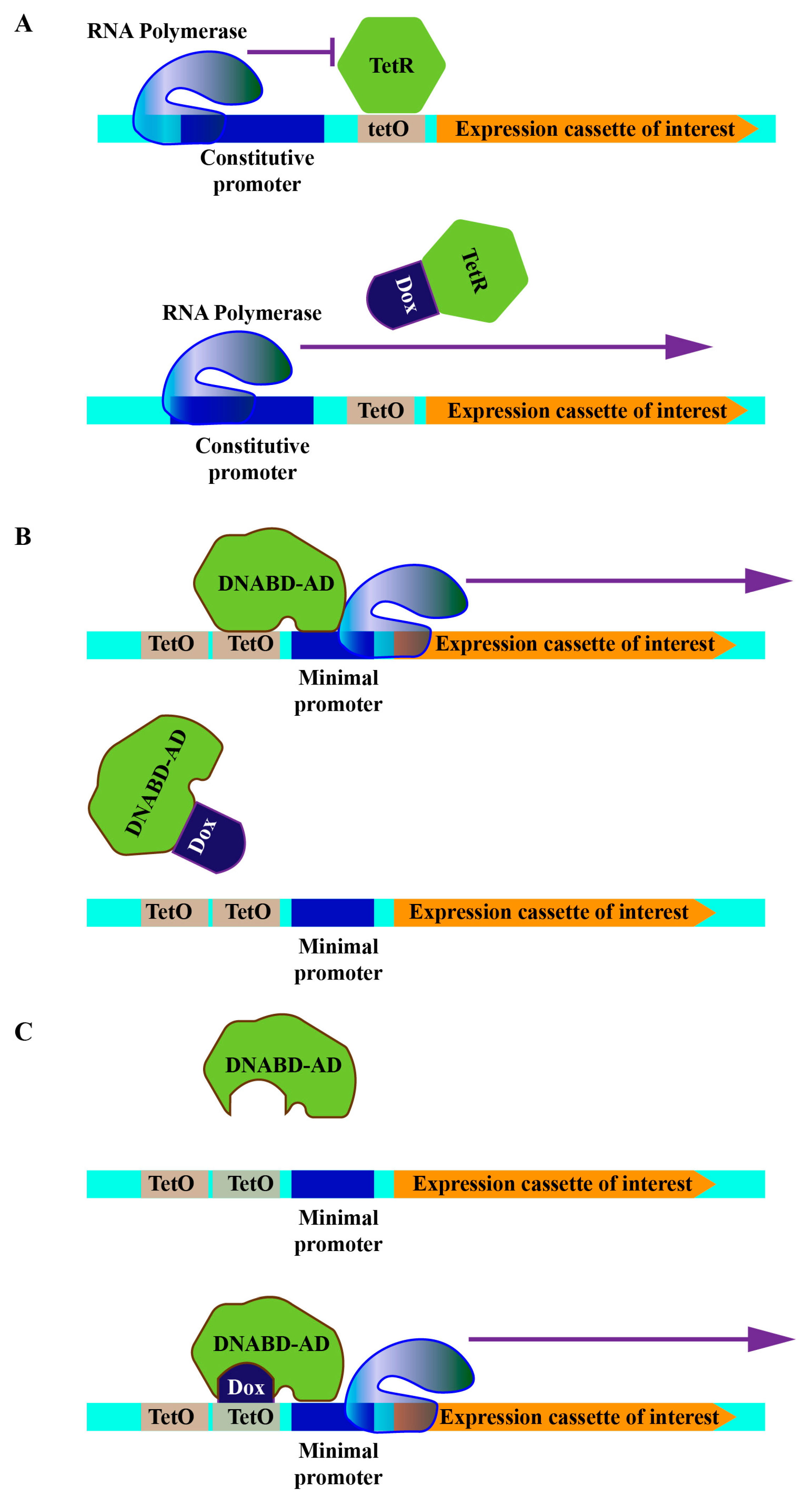 Temporally Regulated and Tissue-Specific Gene Manipulations in the