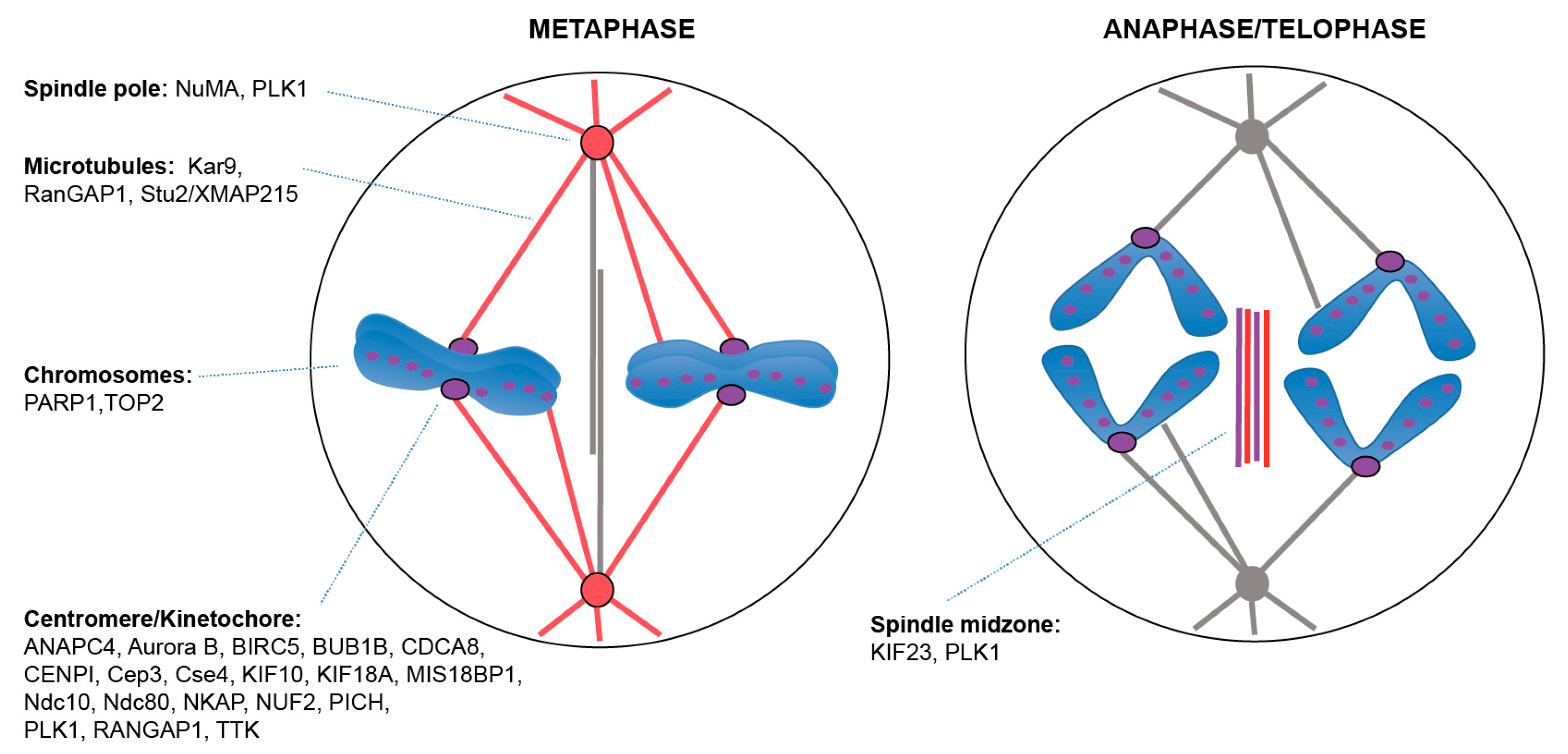 Cells 08 00801 g002 Cells 08 00801 g002