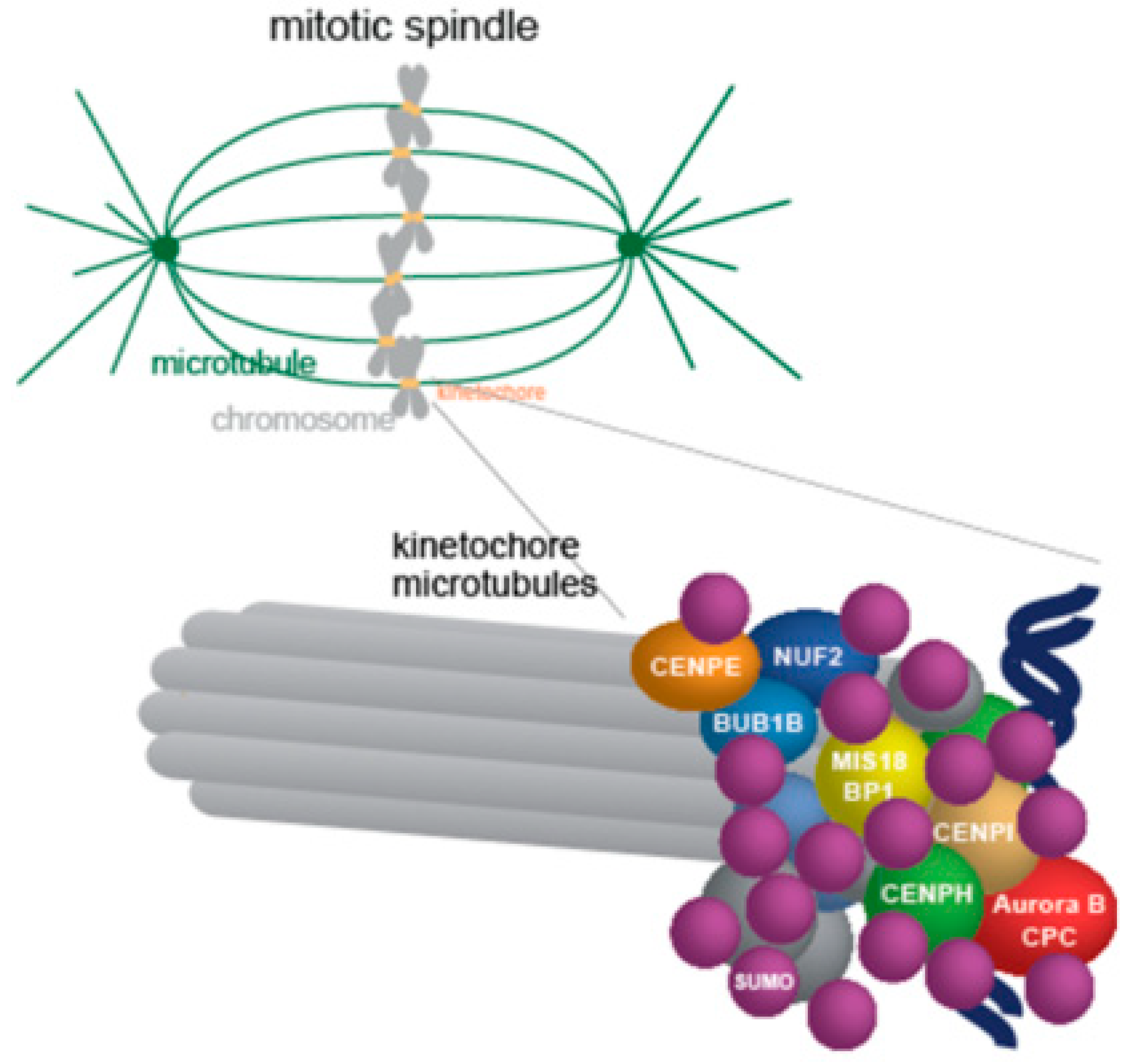 Cells 08 00801 g003 Cells 08 00801 g003