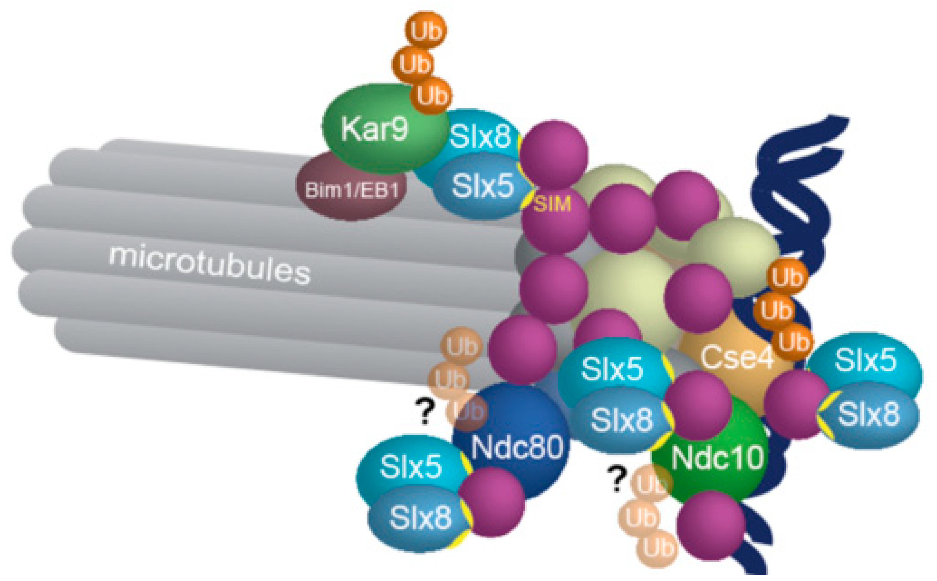 protein S79594.png.png