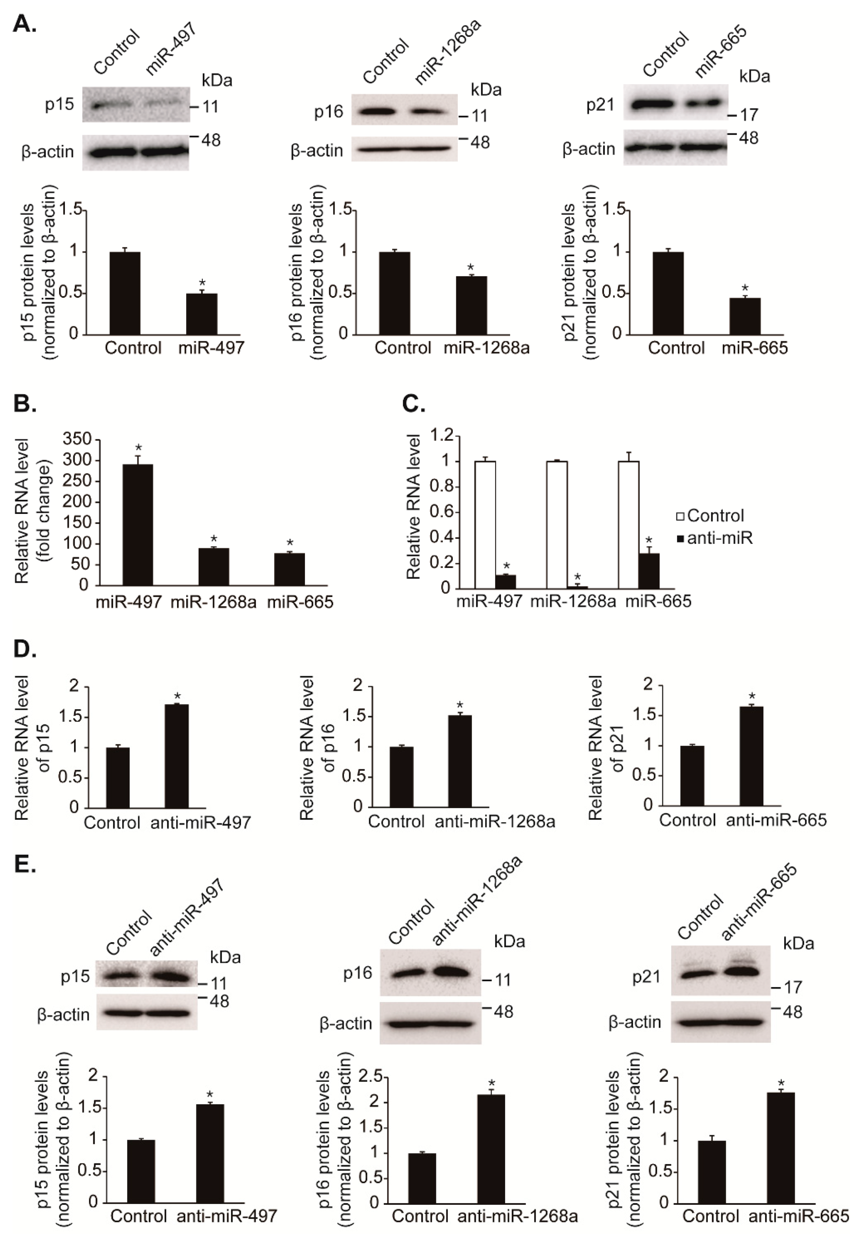 Cells 08 00802 g003 Cells 08 00802 g003