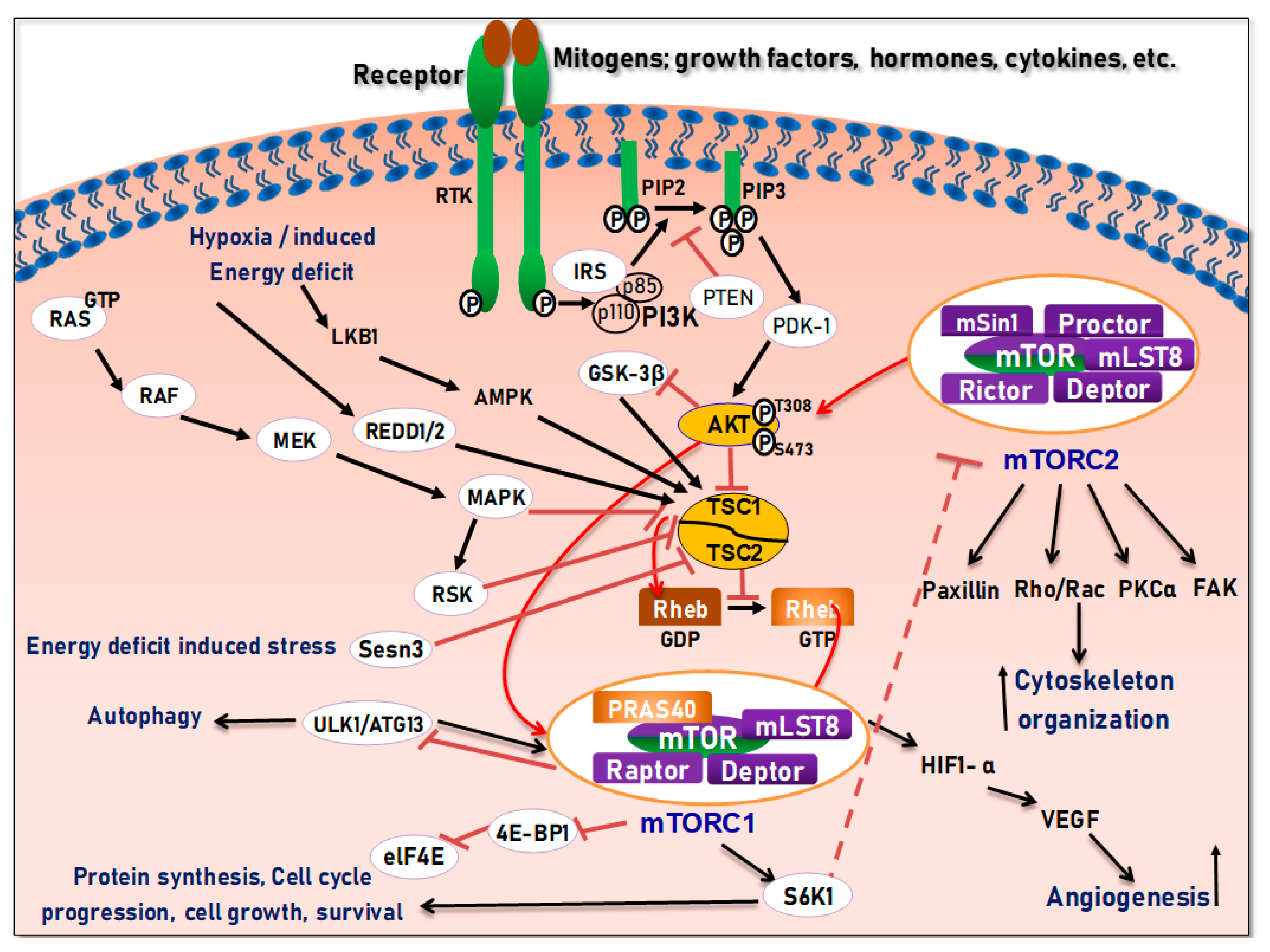 Cells 08 00803 g004 Cells 08 00803 g004