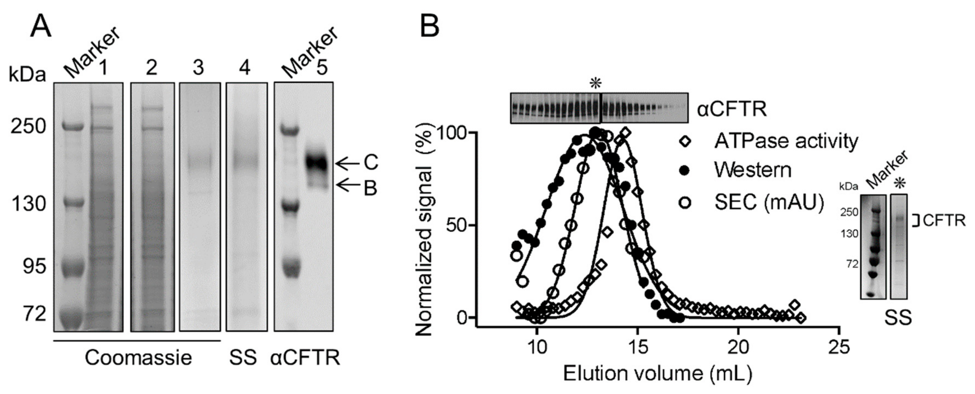 Cells 08 00804 g001 Cells 08 00804 g001