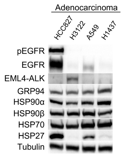 Cells | Free Full-Text | Impact of Heat Shock Protein 90 Inhibition on ...