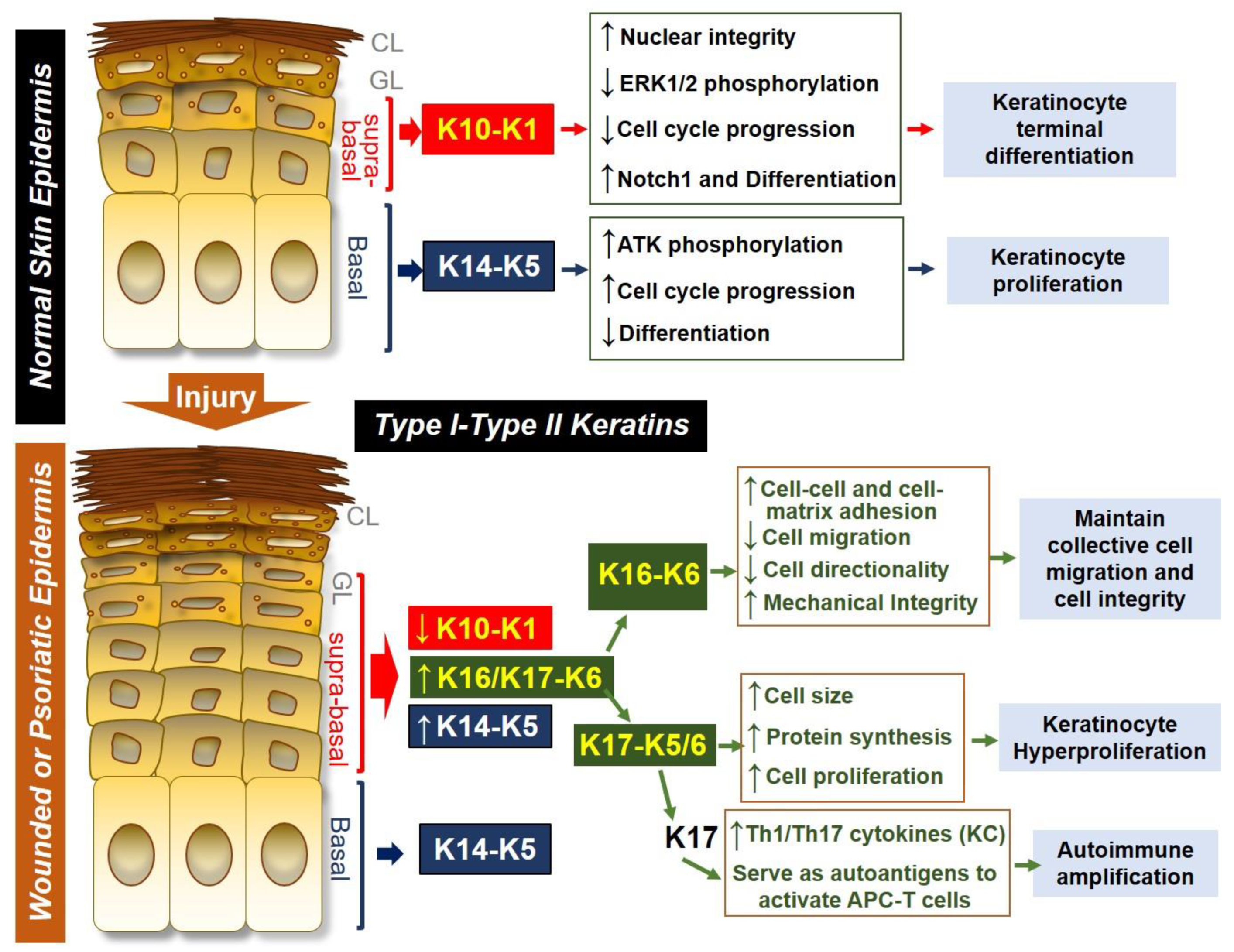 Cells Free FullText Keratin 6, 16 and 17—Critical Barrier Alarmin