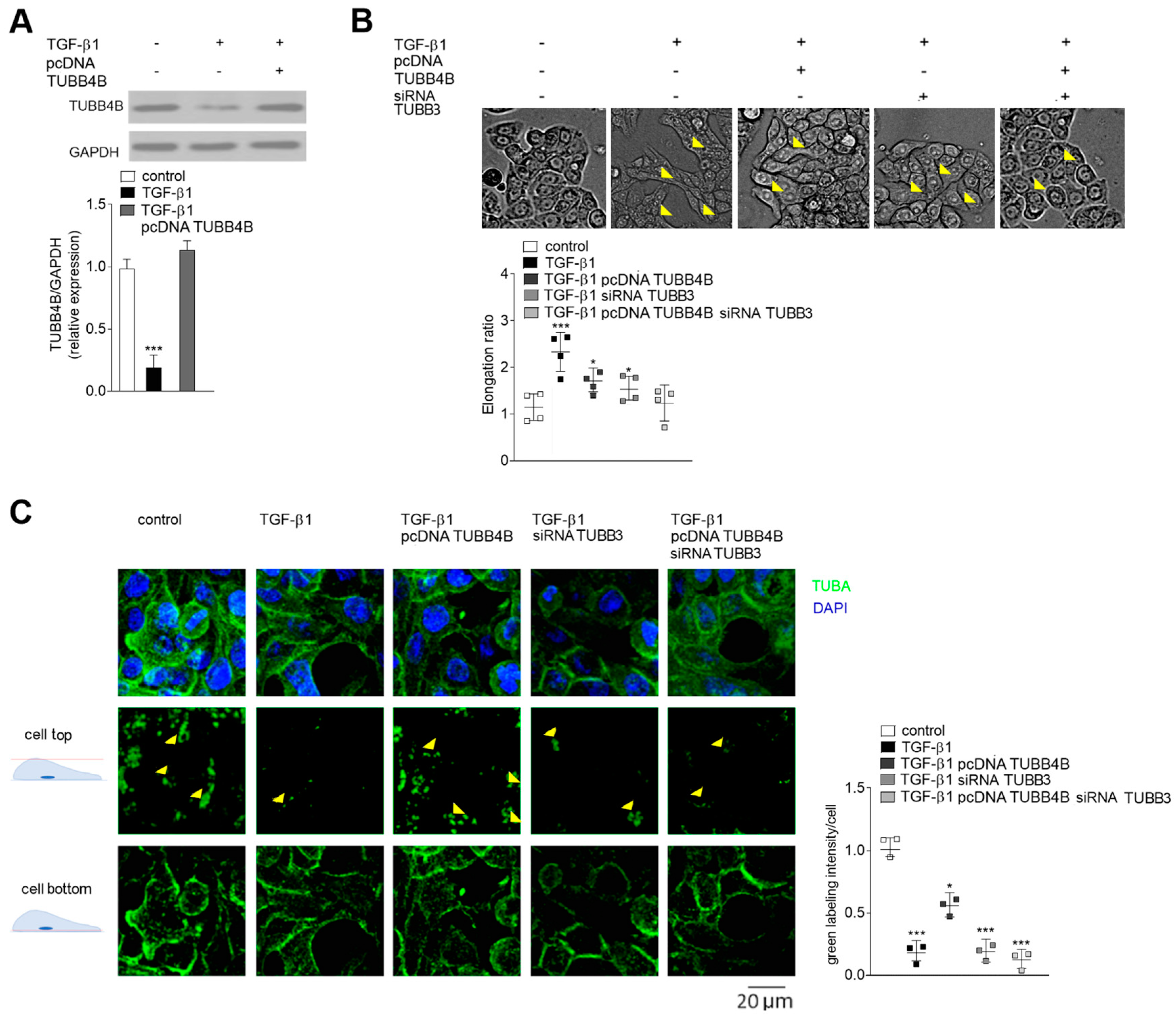 Cells 08 00810 g003 Cells 08 00810 g003